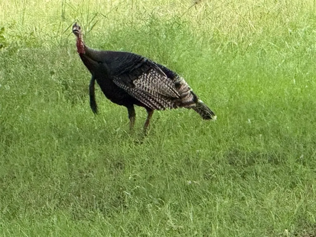 Photo 36 — 4807 Turkey Trail, Norman, OK 73026