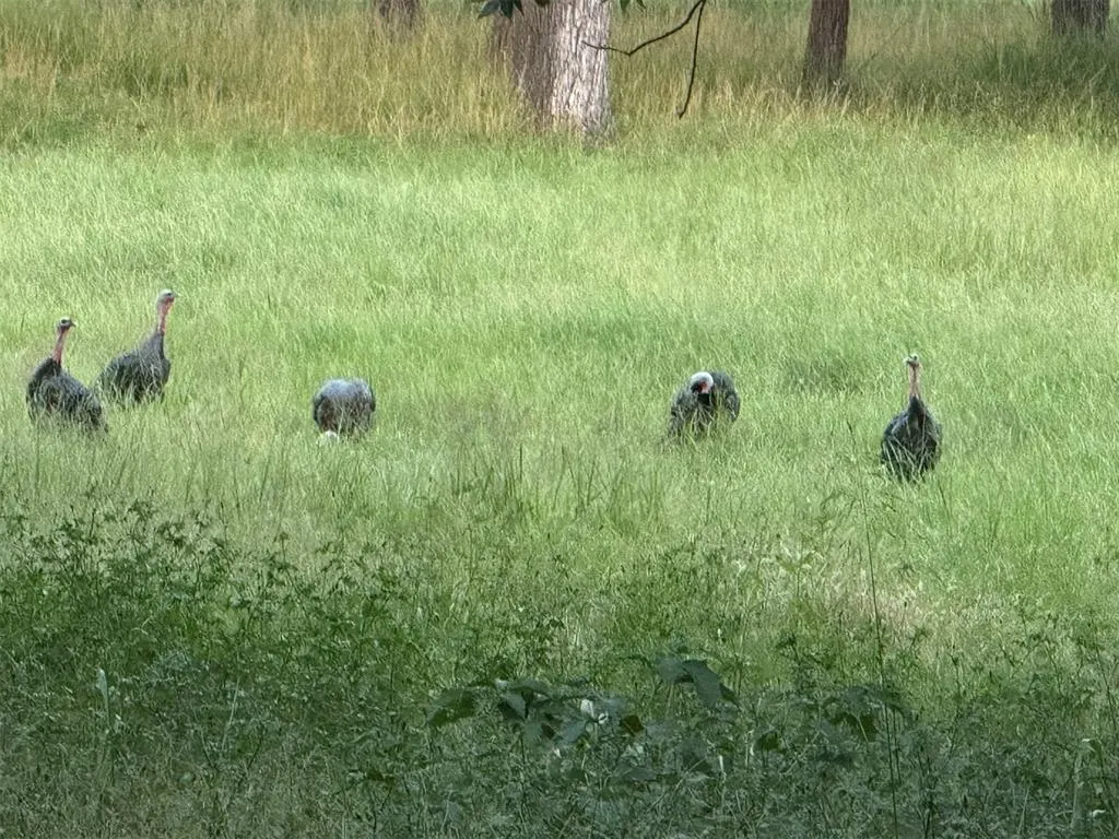 Photo 42 — 4807 Turkey Trail, Norman, OK 73026