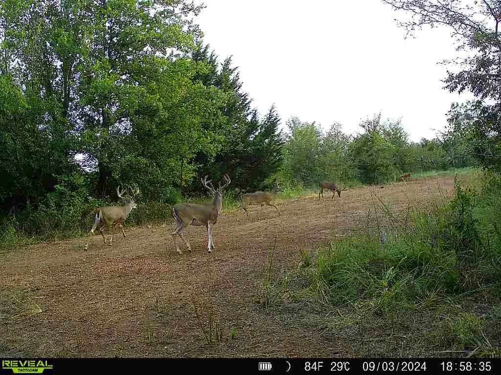 Photo 34 — 4490 Dillard Road, Wilson, OK 73463