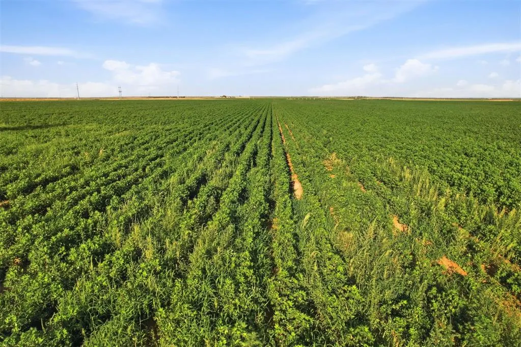 Photo 17 — County Road Ew 172, Tipton, OK 73570