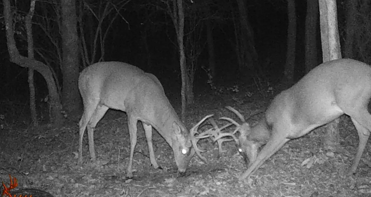 Photo 17 — 0 Rutty Pine Ridge, Broken Bow, OK 74728
