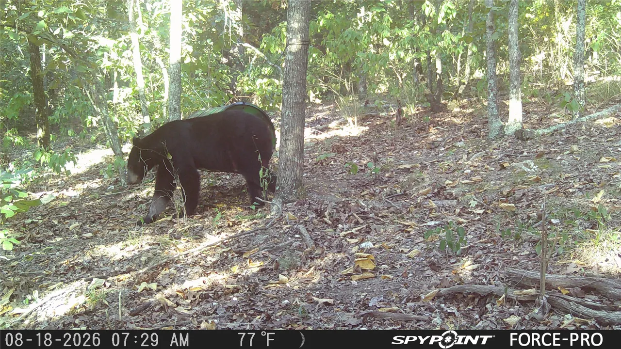 Photo 18 — 0 Rutty Pine Ridge, Broken Bow, OK 74728