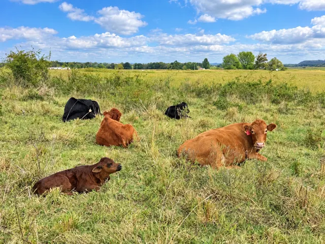 Photo 7 — 22985 S 155th St E, Webbers Falls, OK 74470
