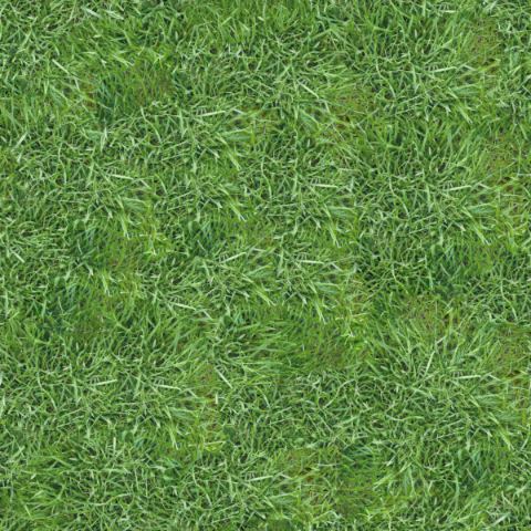 Perennial Ryegrass None Cuq7sp, FancyWalls, FancyWalls