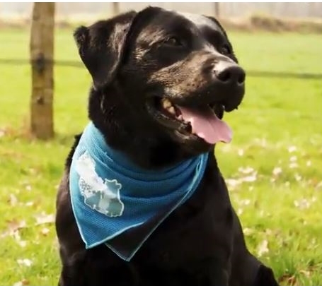 Cool Dog koel-bandana 60 x 60 cm