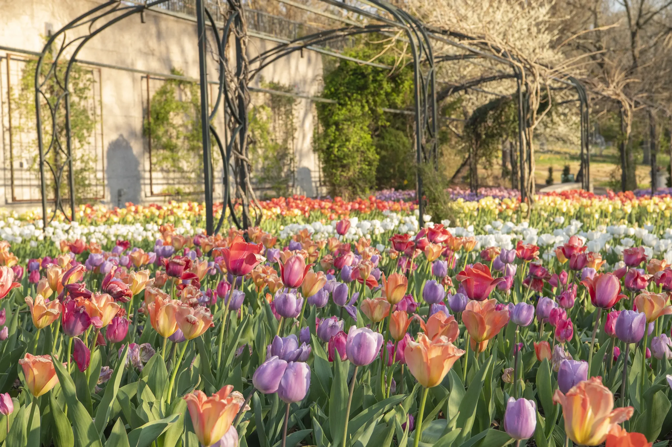 Cheekwood Estate & Gardens image