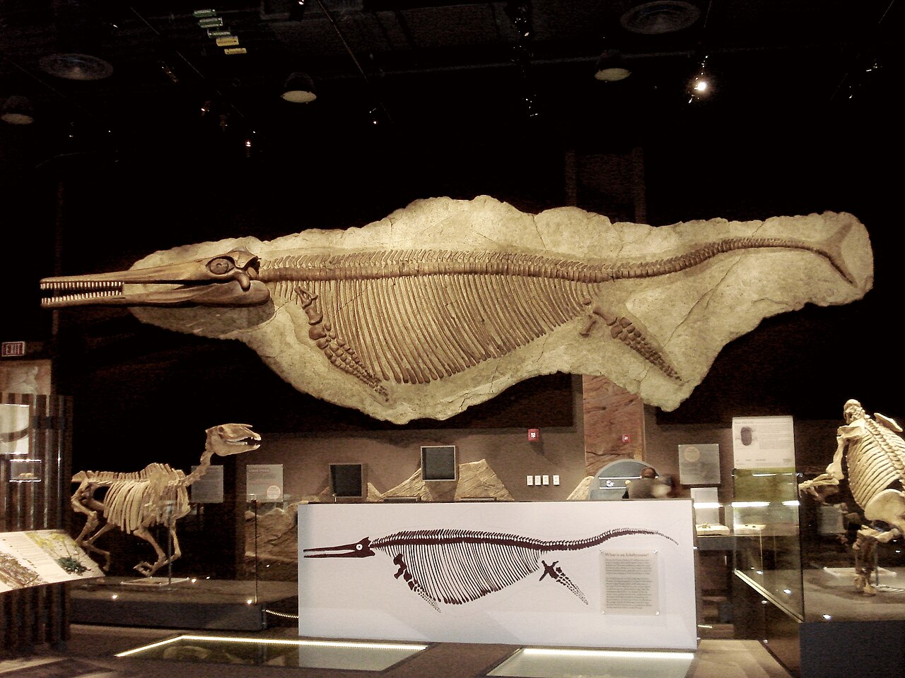 Las Vegas Natural History Museum image