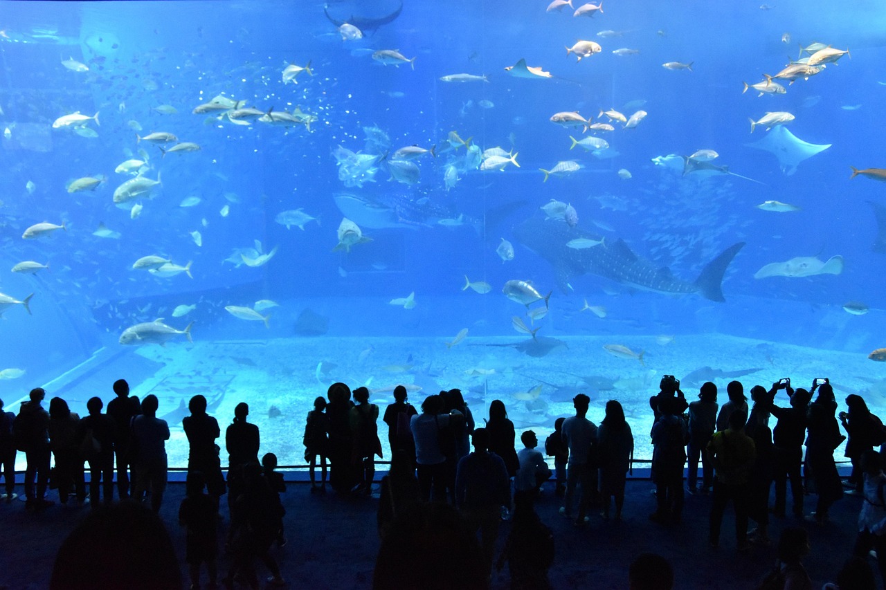 Texas State Aquarium image