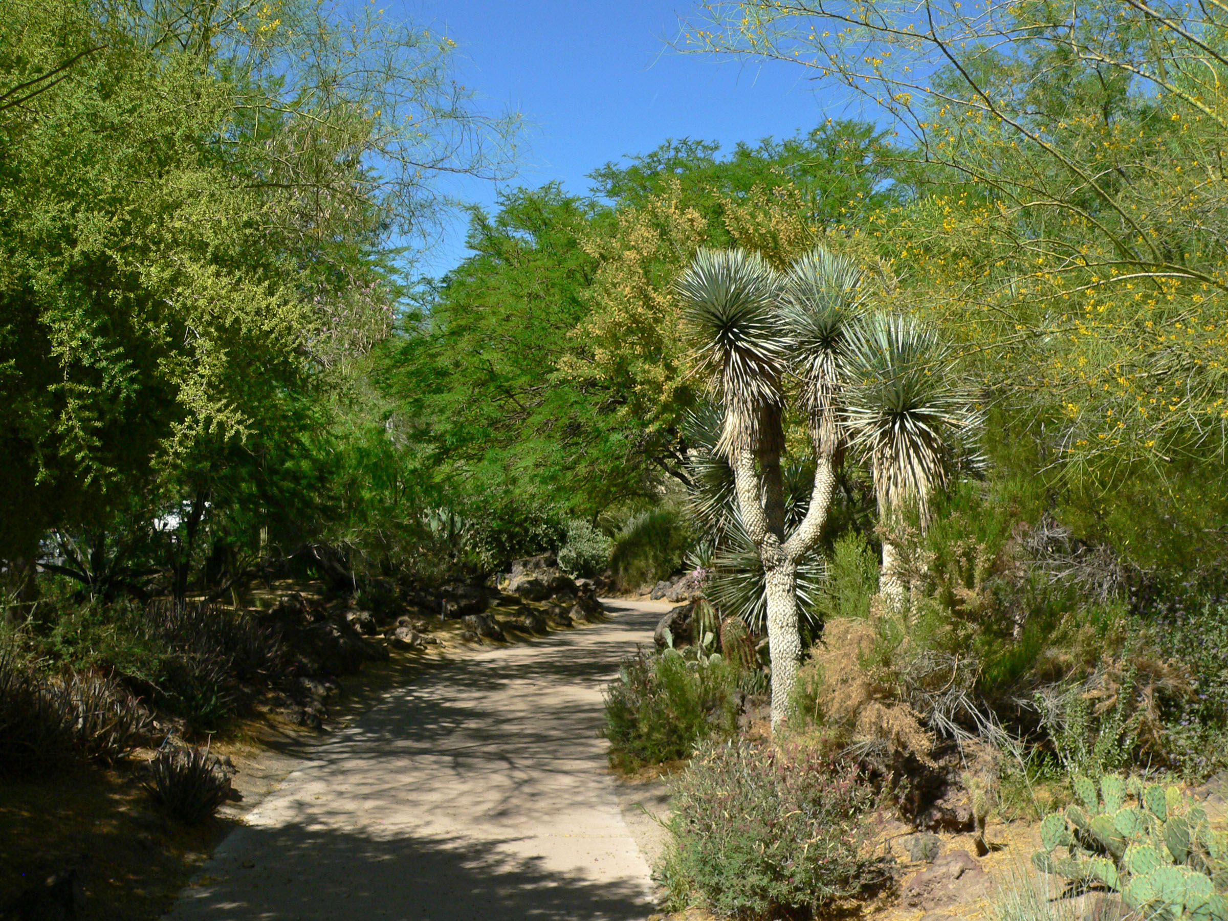 cactus garden