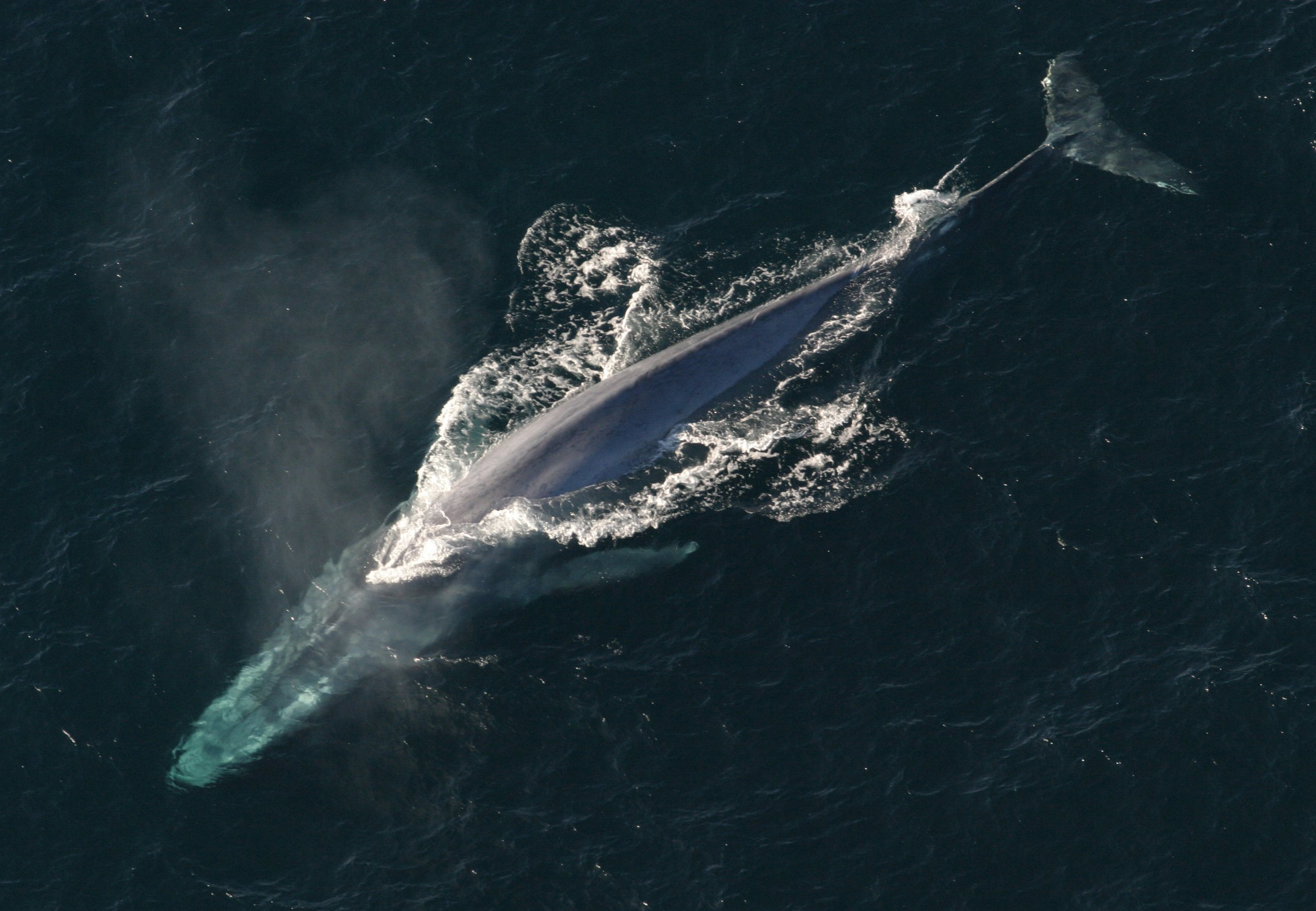 whale watching