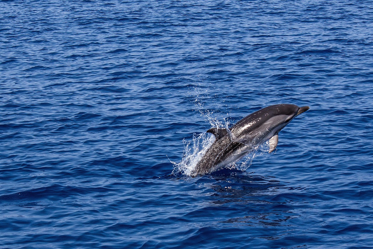 whale watcing