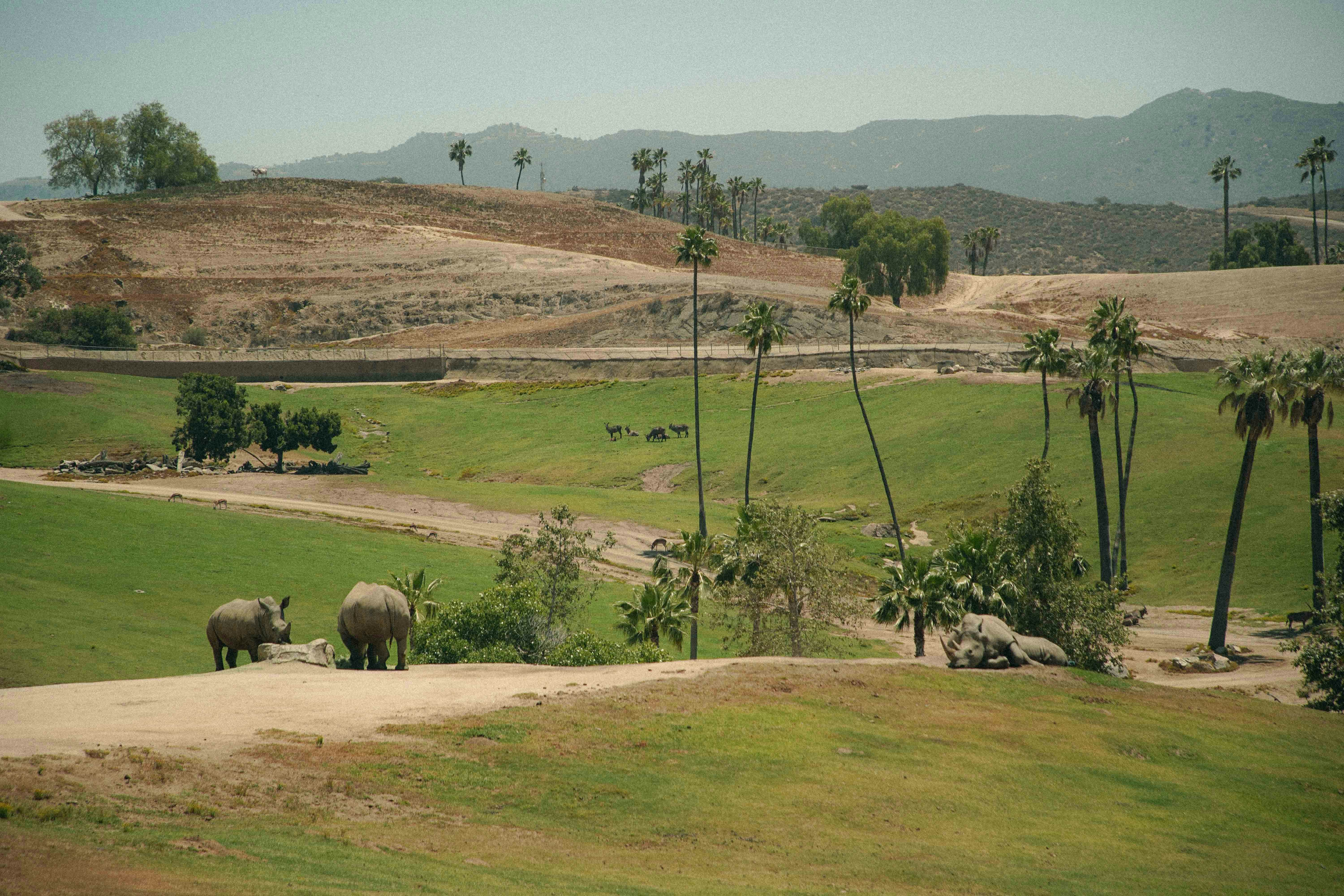 san diego zoo safari park