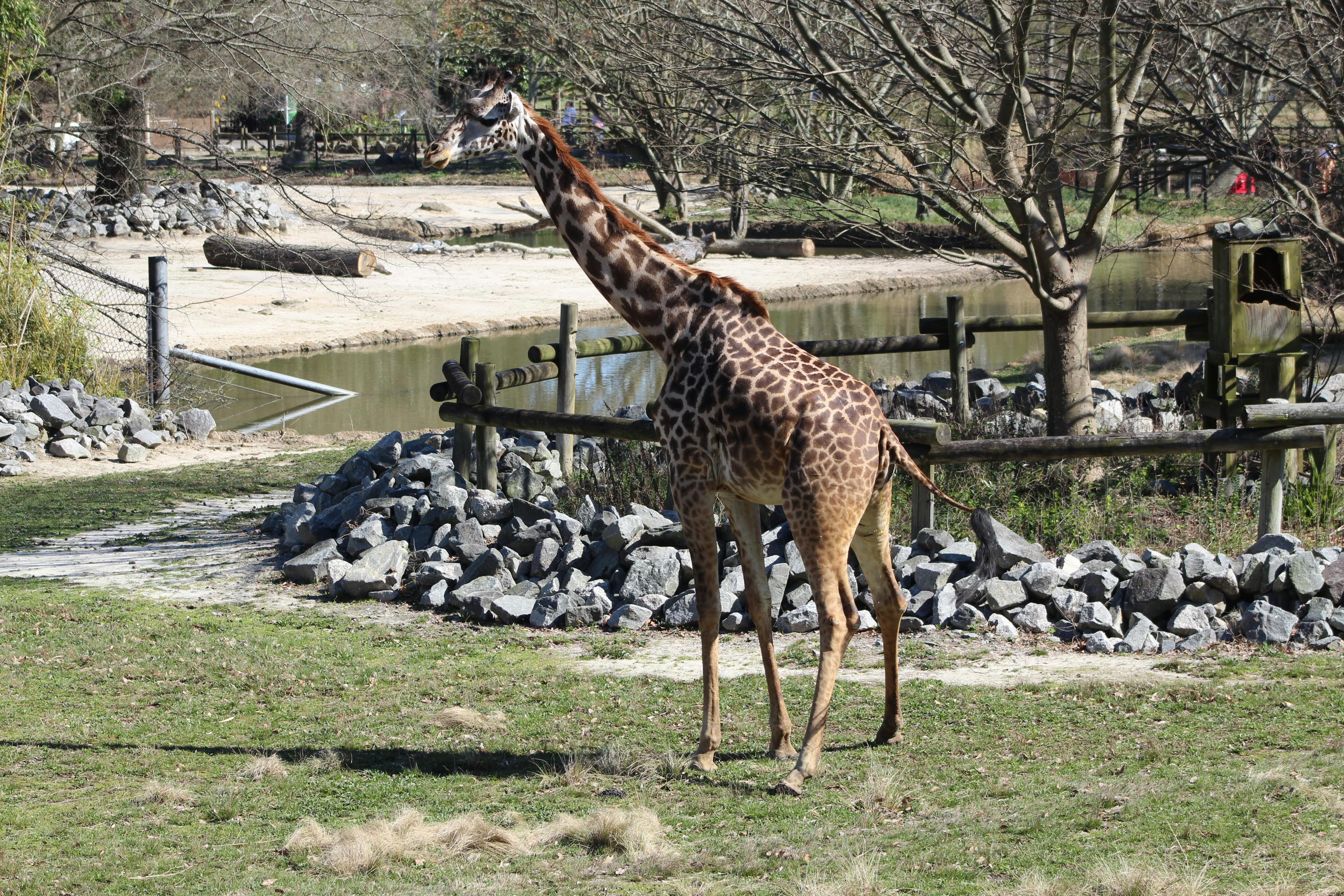 virginia safari park