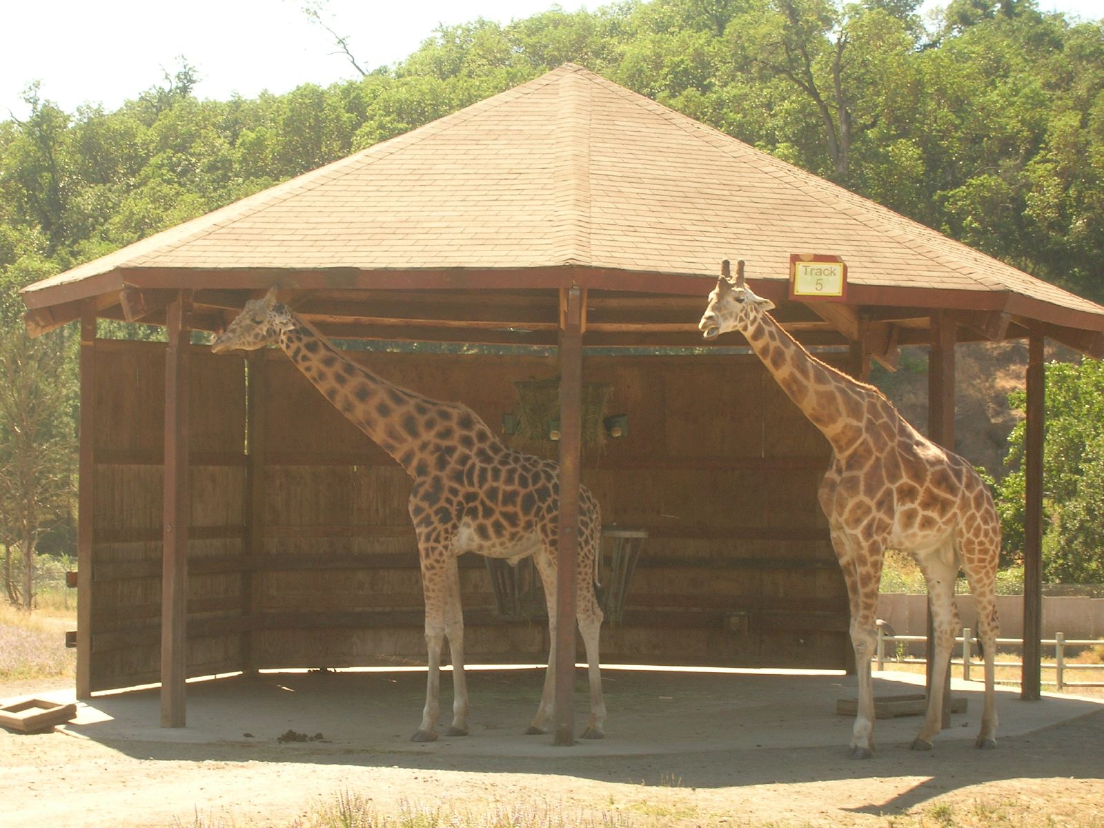 wildlife safari oregon