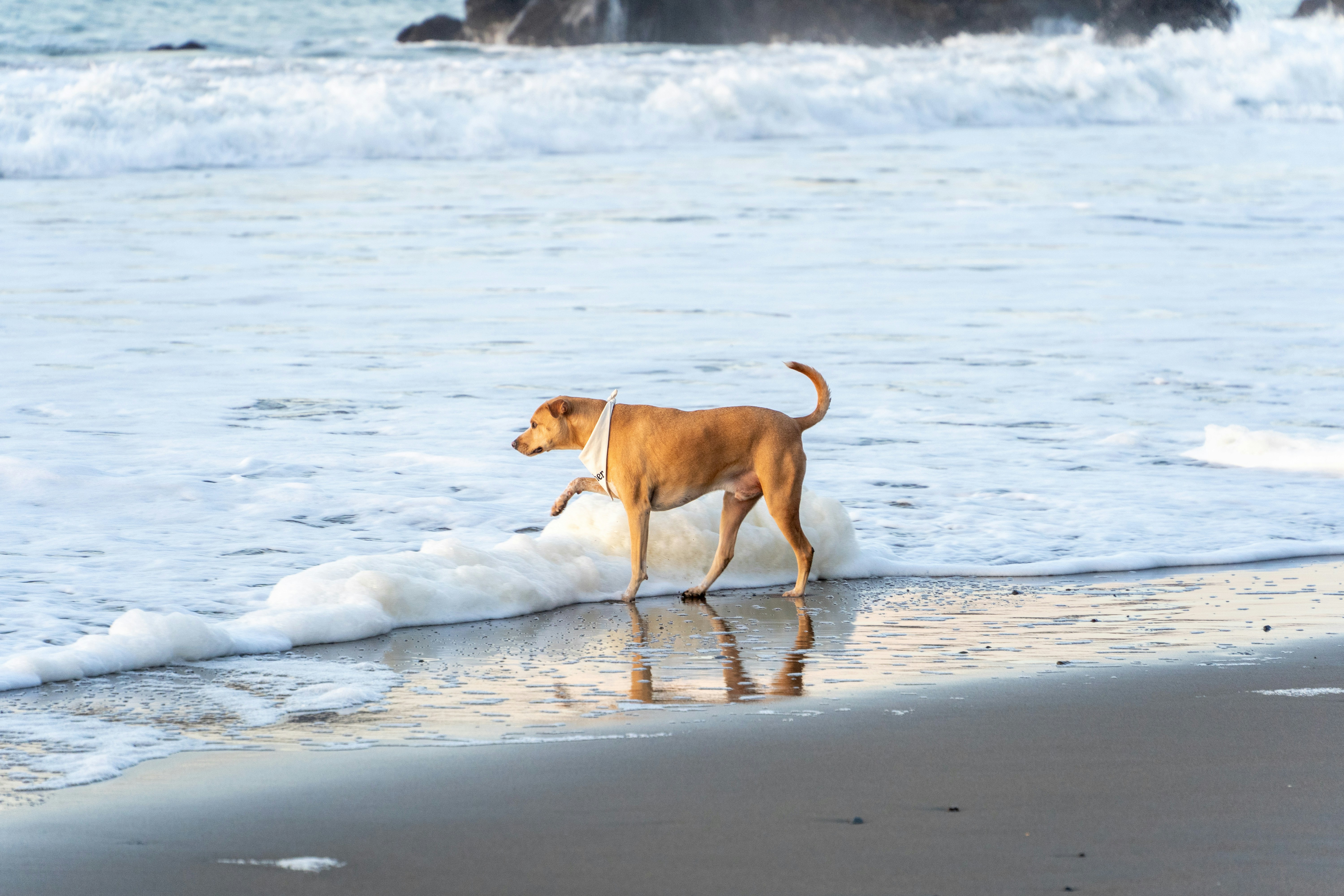 huntington dog beach