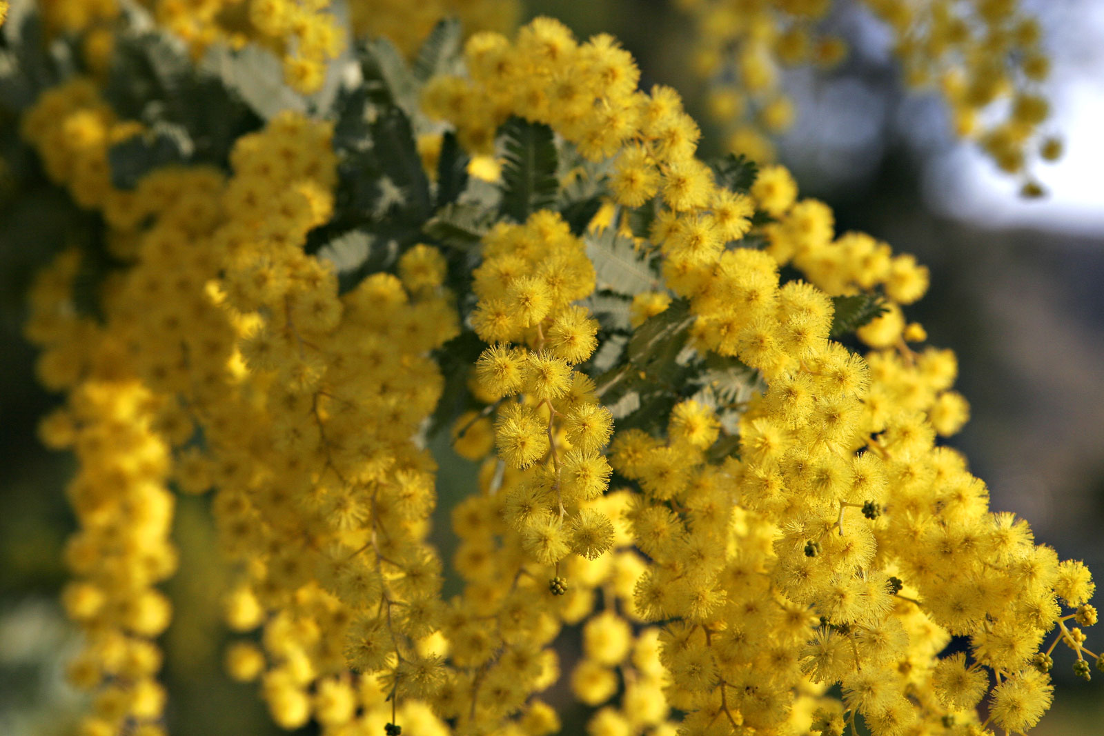 wattle day