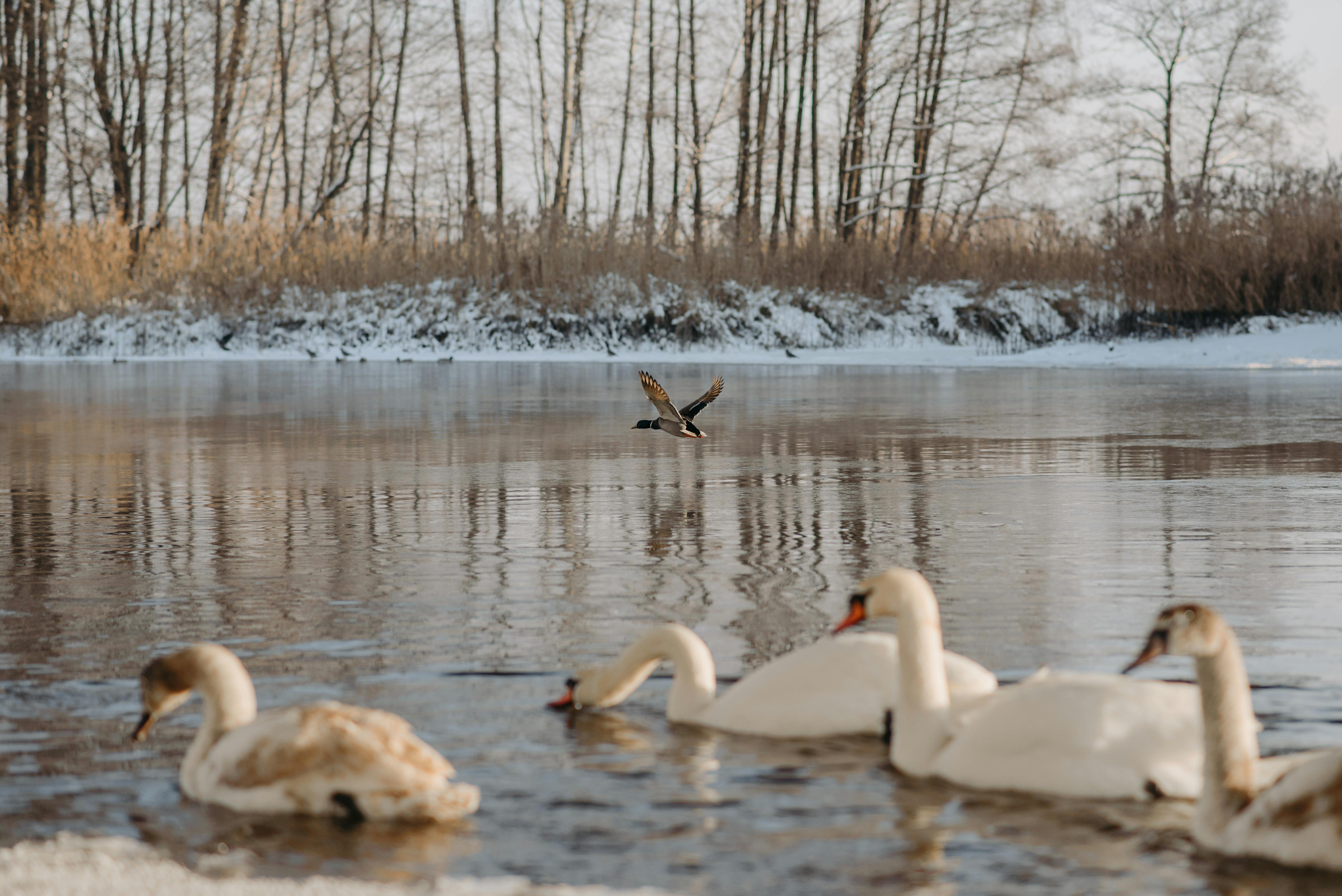 white-swans-floating-on-the-lake-near-a-bird-flying