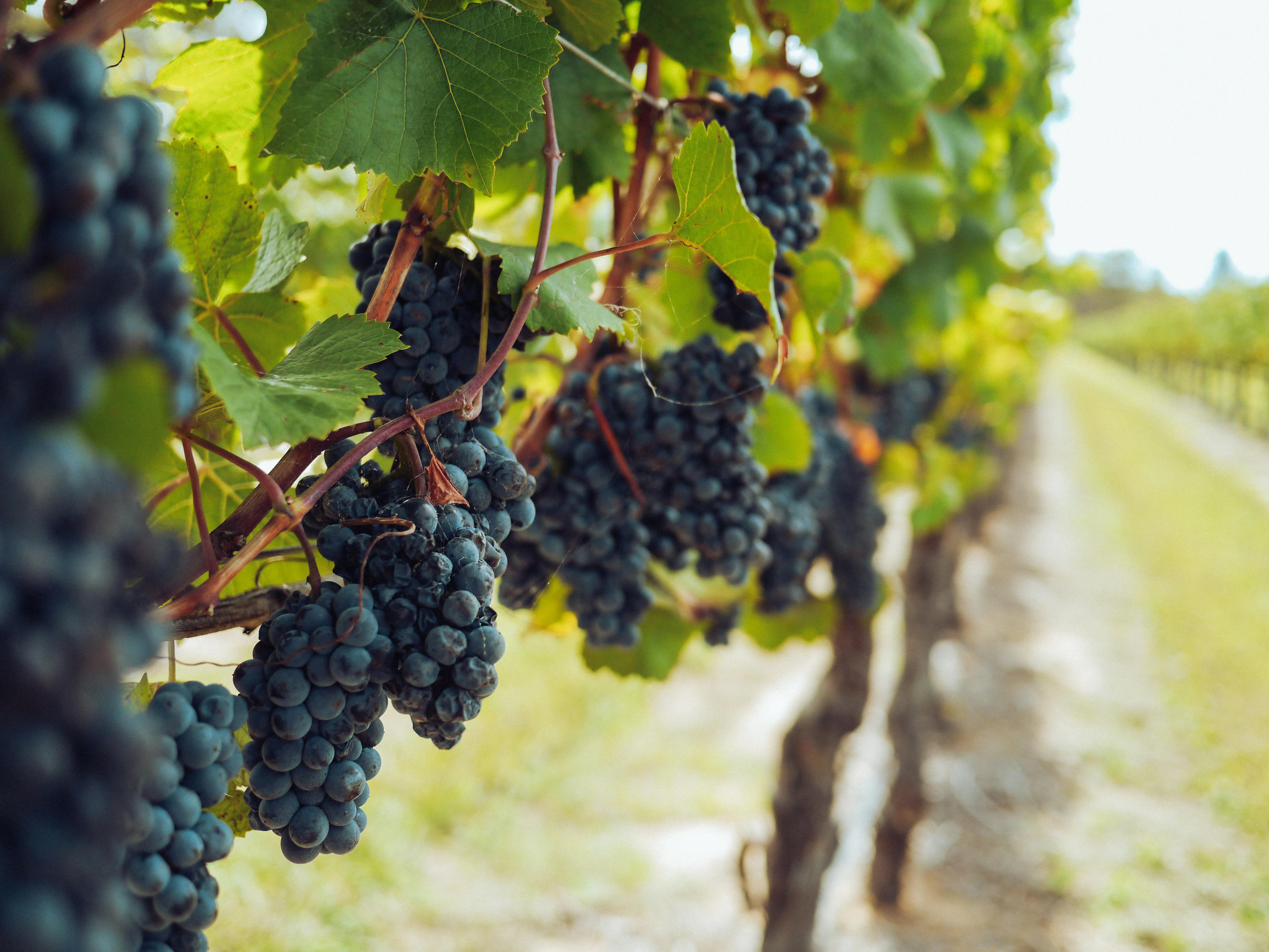 bunches-of-grapes-hanging-from-vines