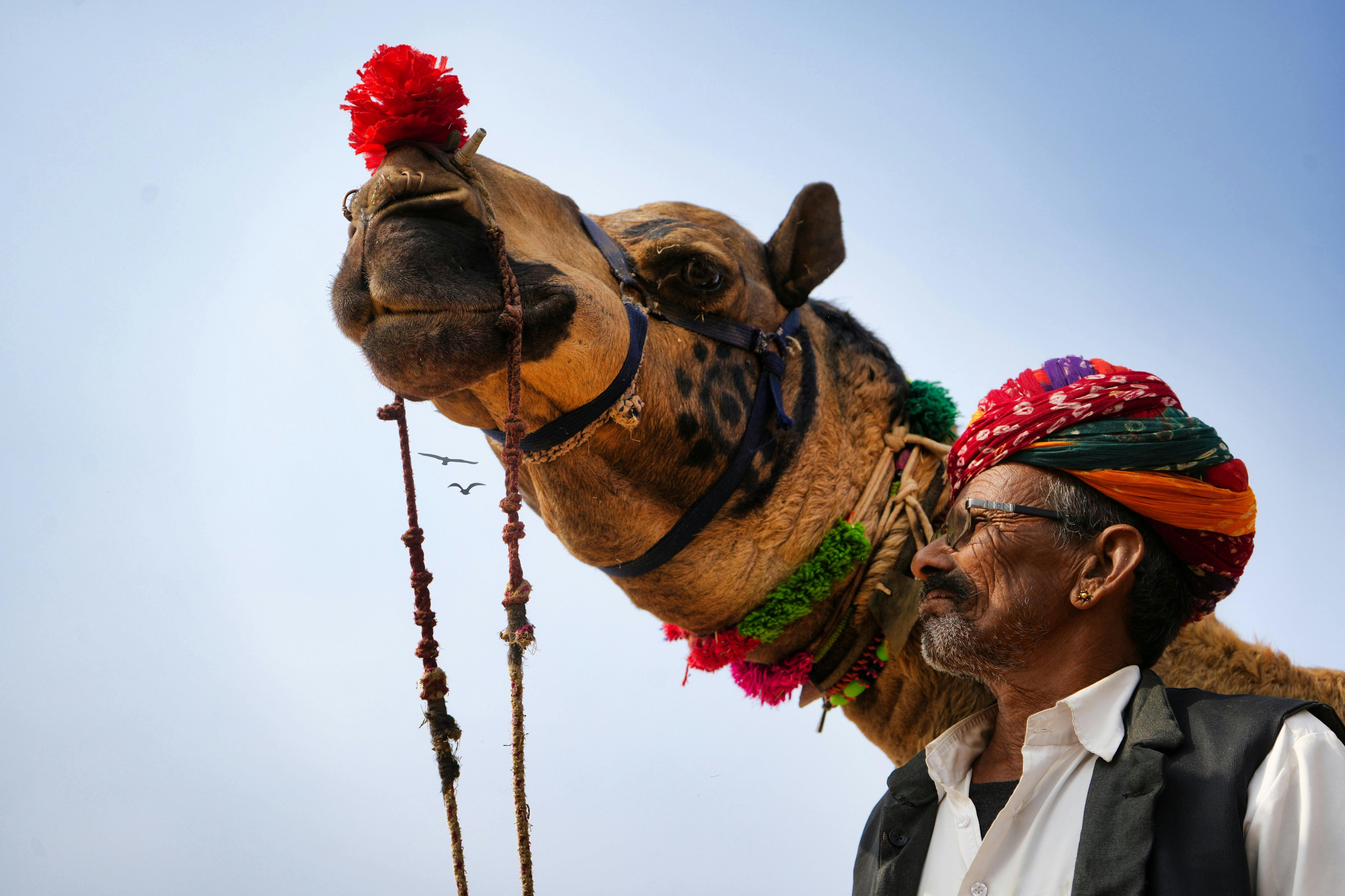 pushkar camel fair