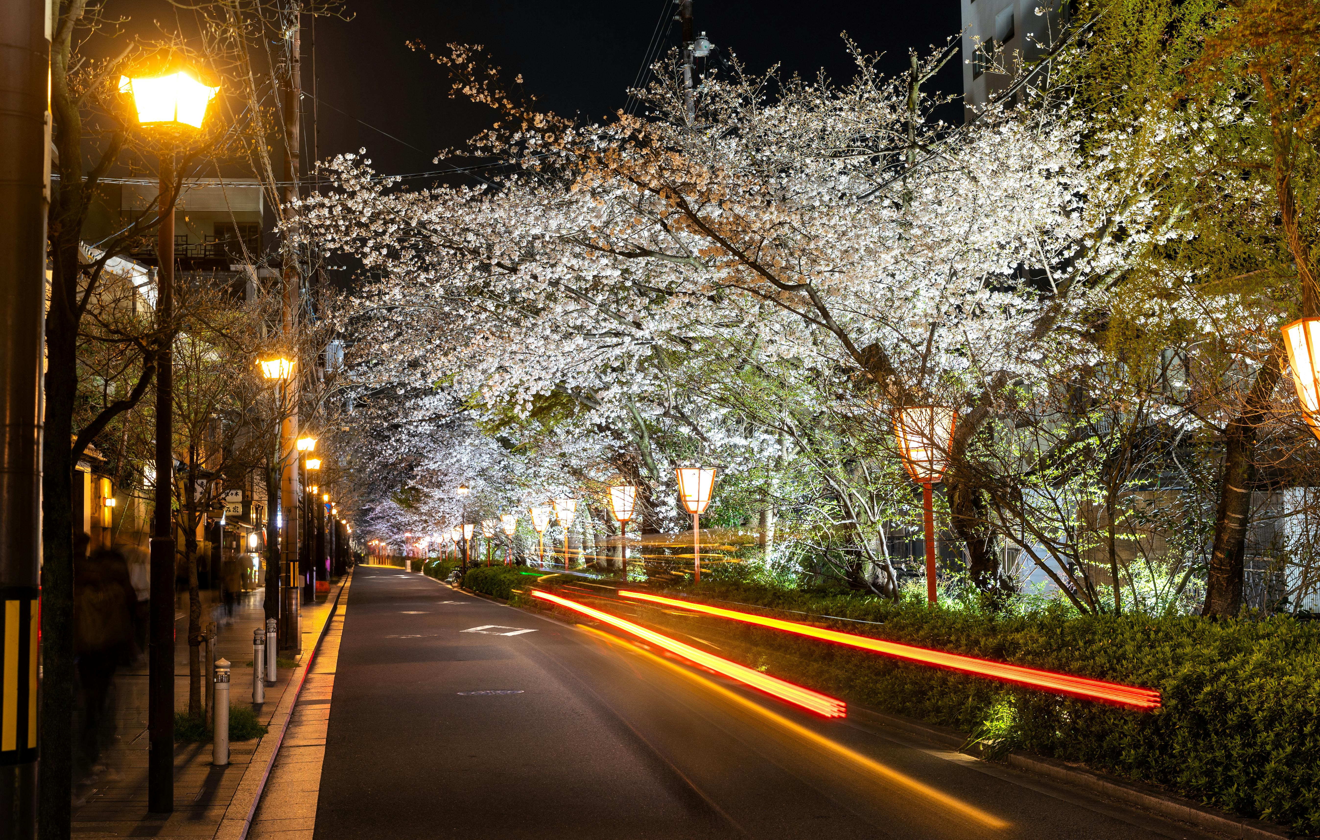 sapporo white illuminate