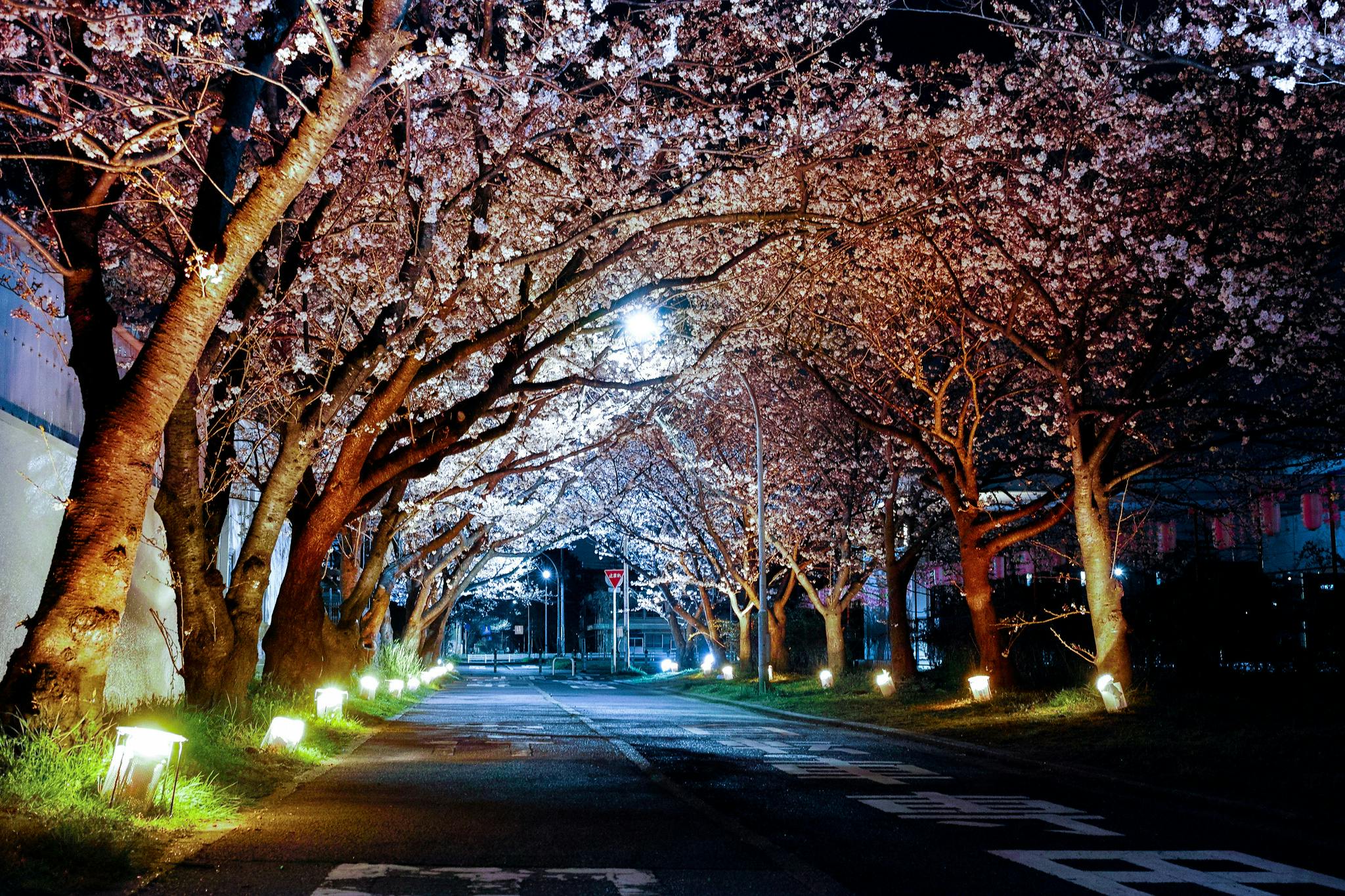 recommended spots to see the blossoms