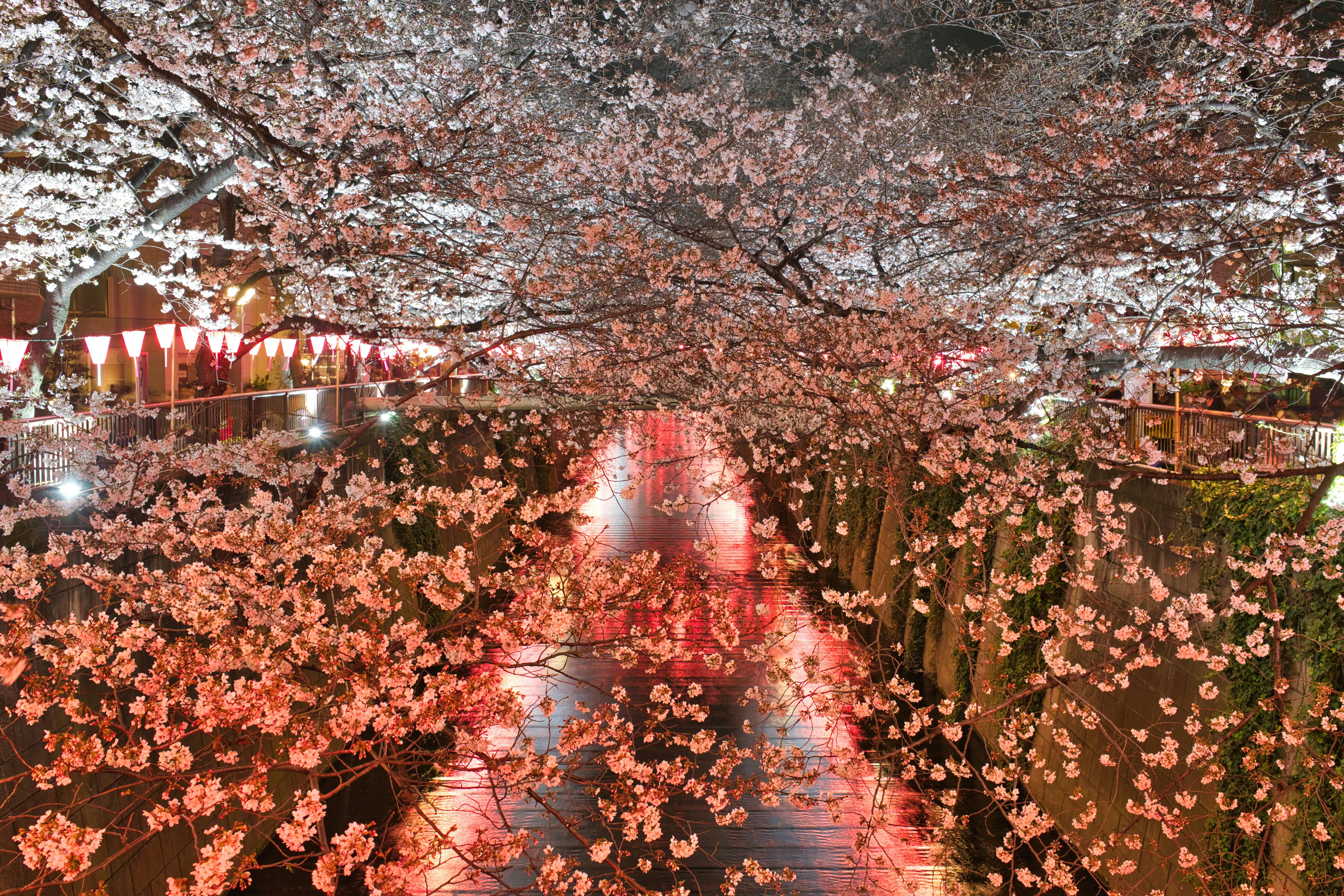 why is it worth visiting cherry blossom