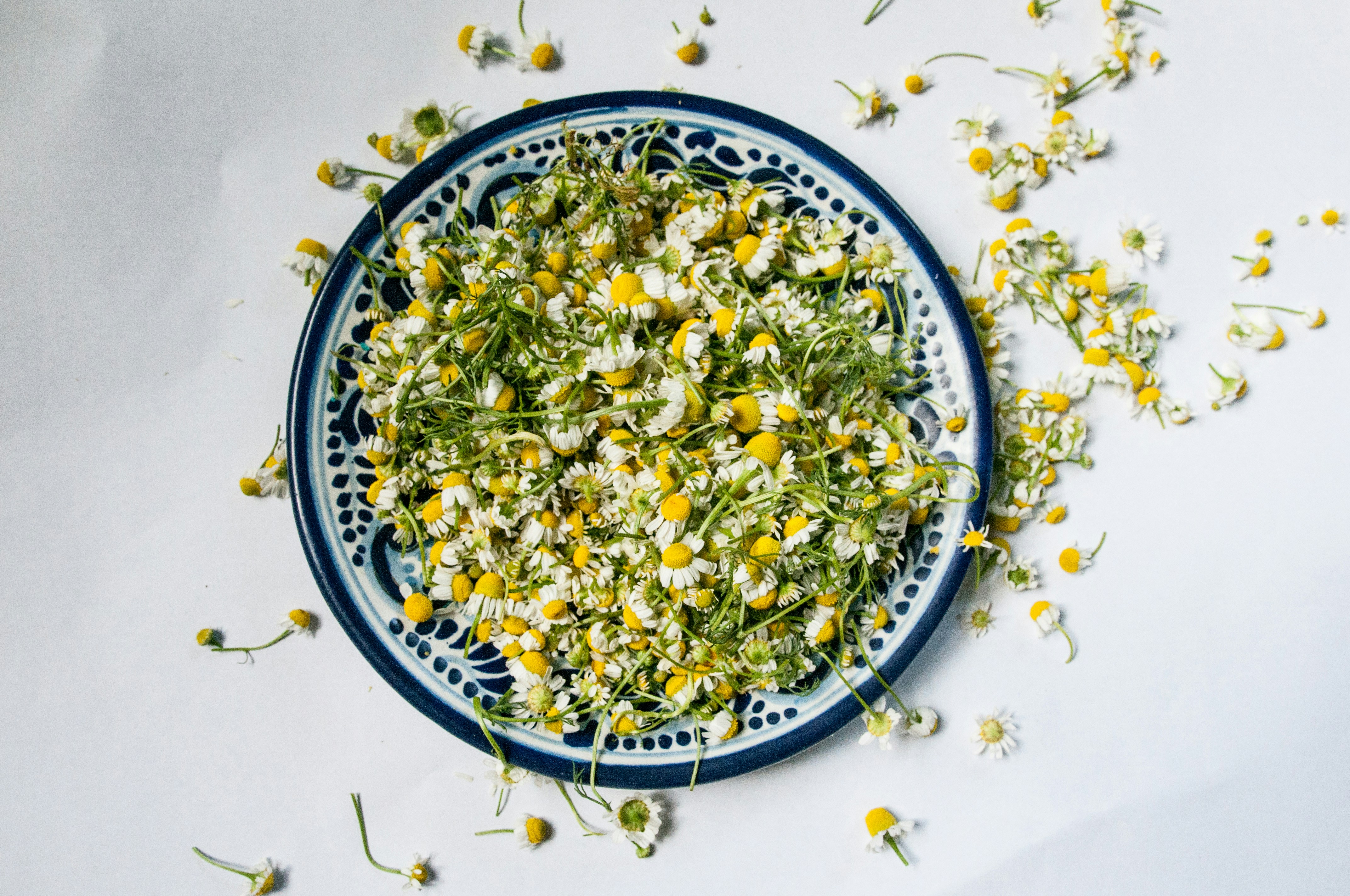 german chamomile