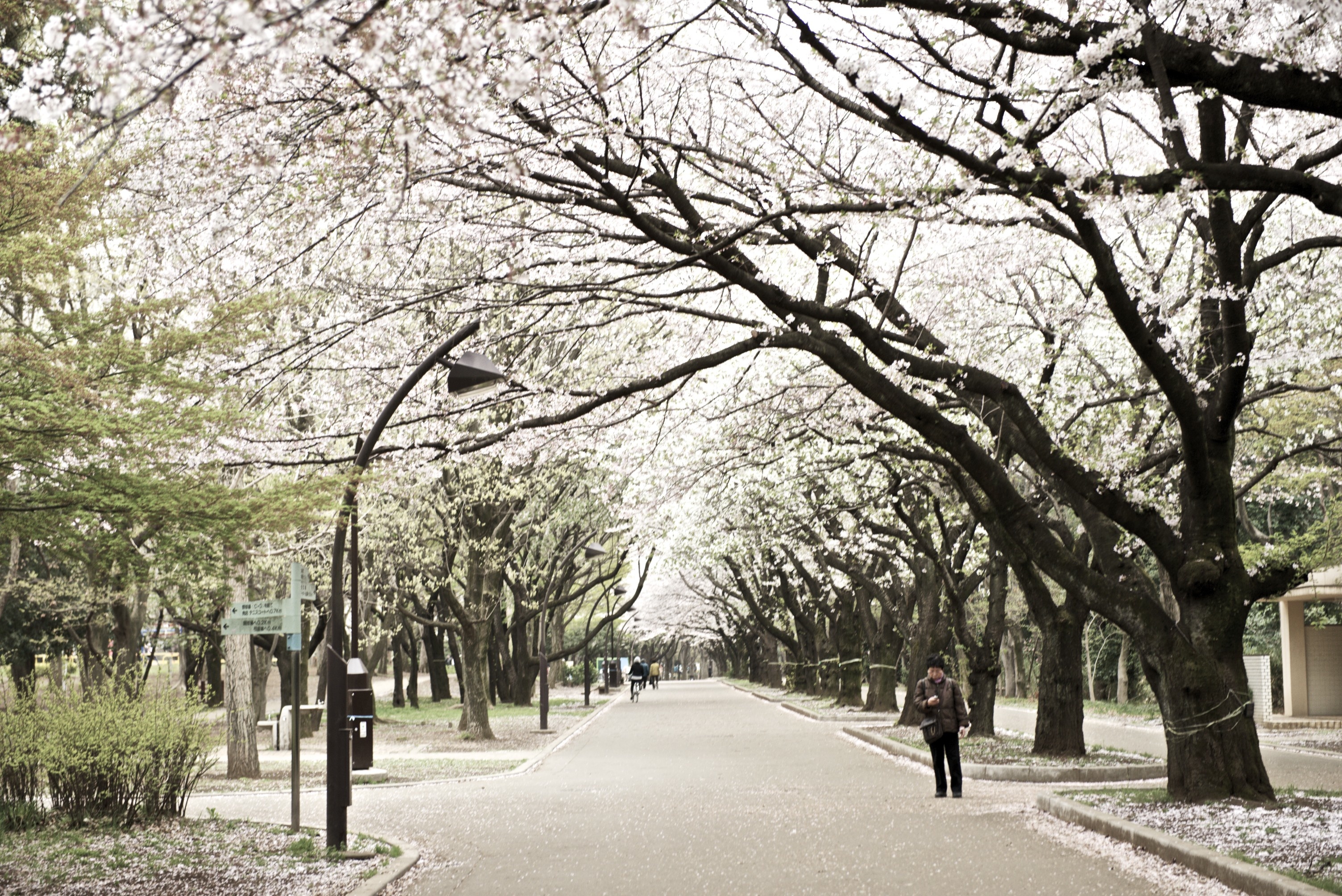 cherry blossom festival