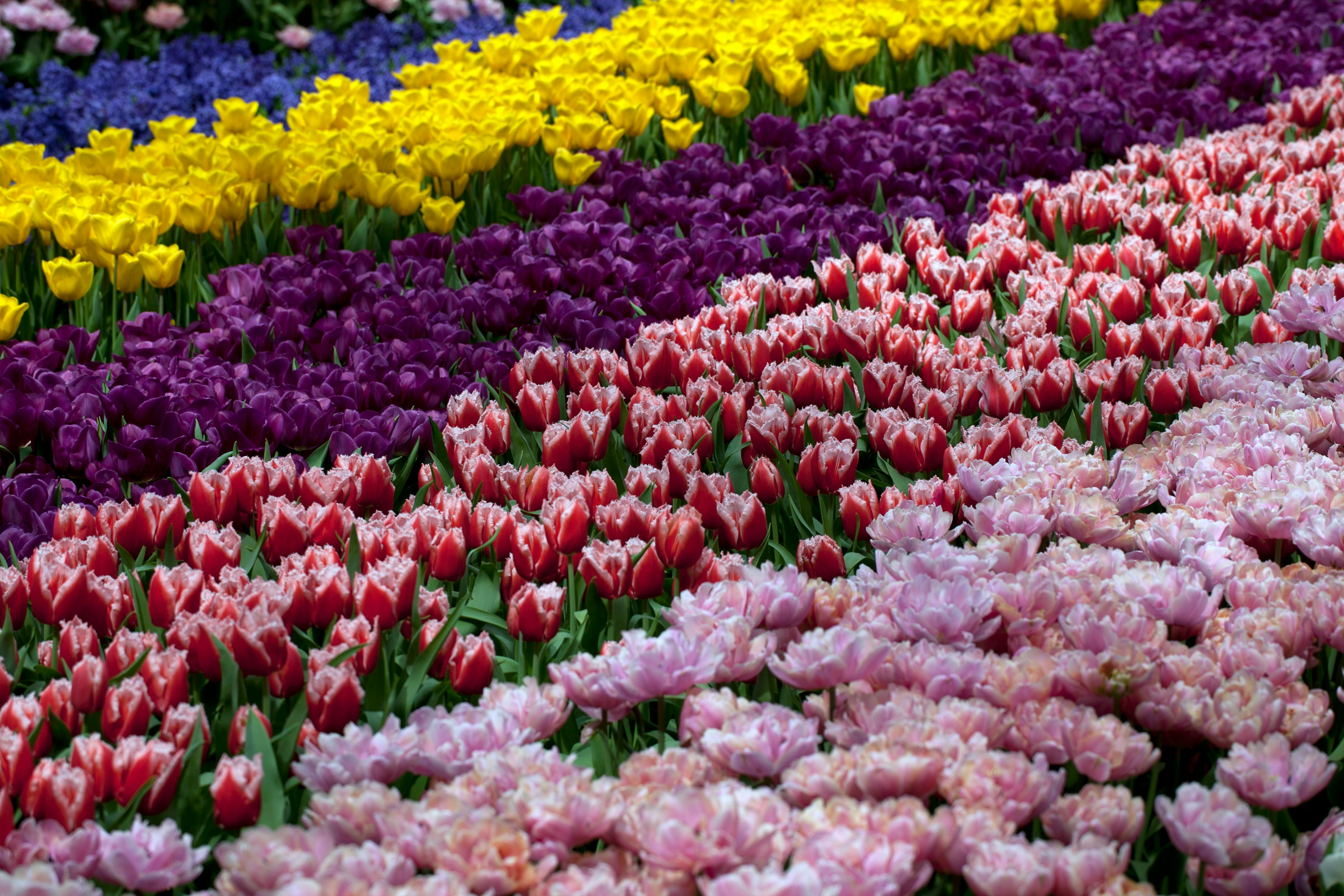 tulip festival