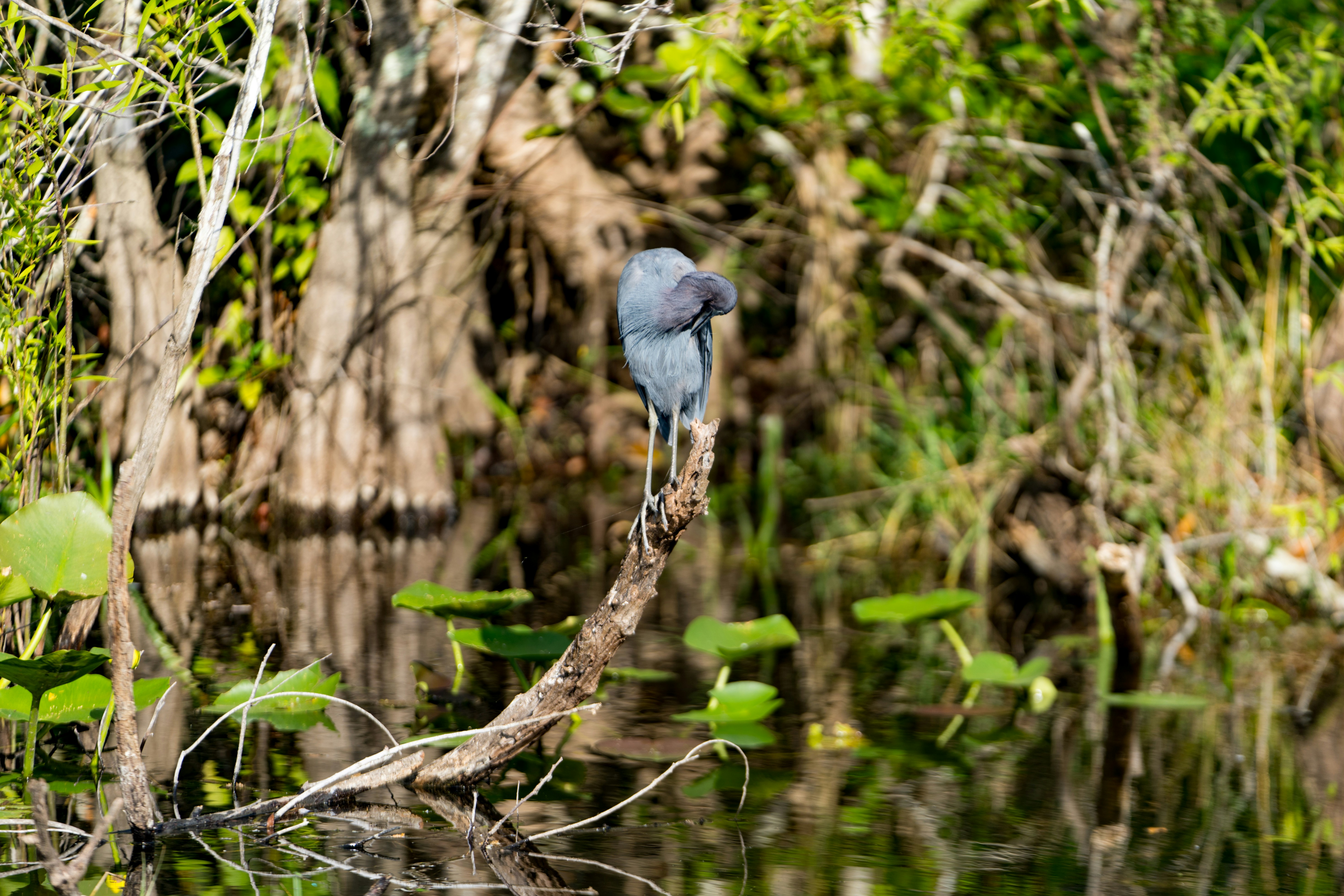 Everglades National Park image
