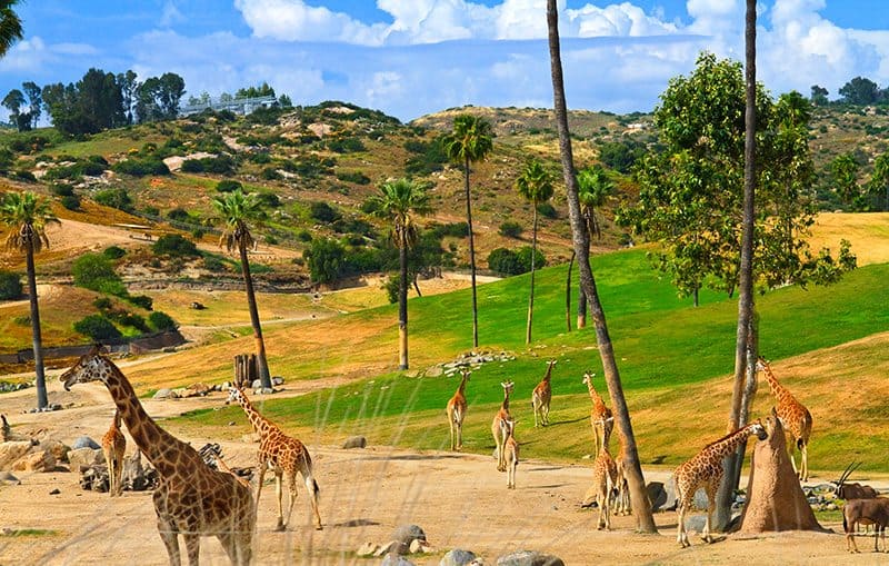 منتزه سان دييغو سفاري image