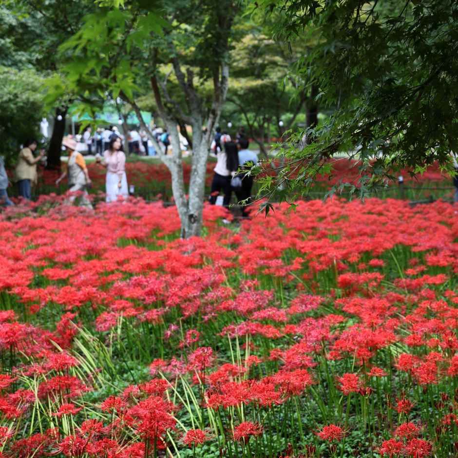 축제/행사 할인 이벤트 - 영광불갑산상사화축제 (9/18~9/27)