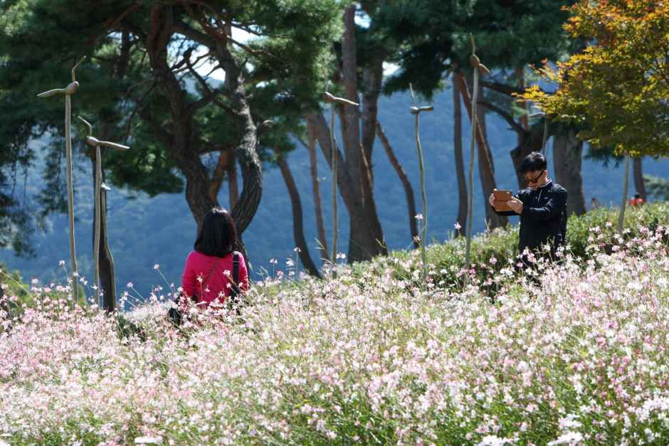 축제/행사 할인 이벤트 - 정읍 구절초 꽃축제 (10/8~10/18)
