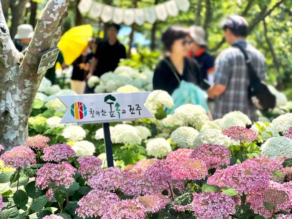 축제/행사 할인 이벤트 - 월아산 수국 수국 페스티벌 (6/18~6/28)