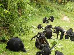 Lola ya Bonobo