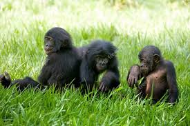 Lola ya Bonobo
