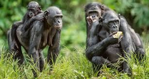 Lola ya Bonobo