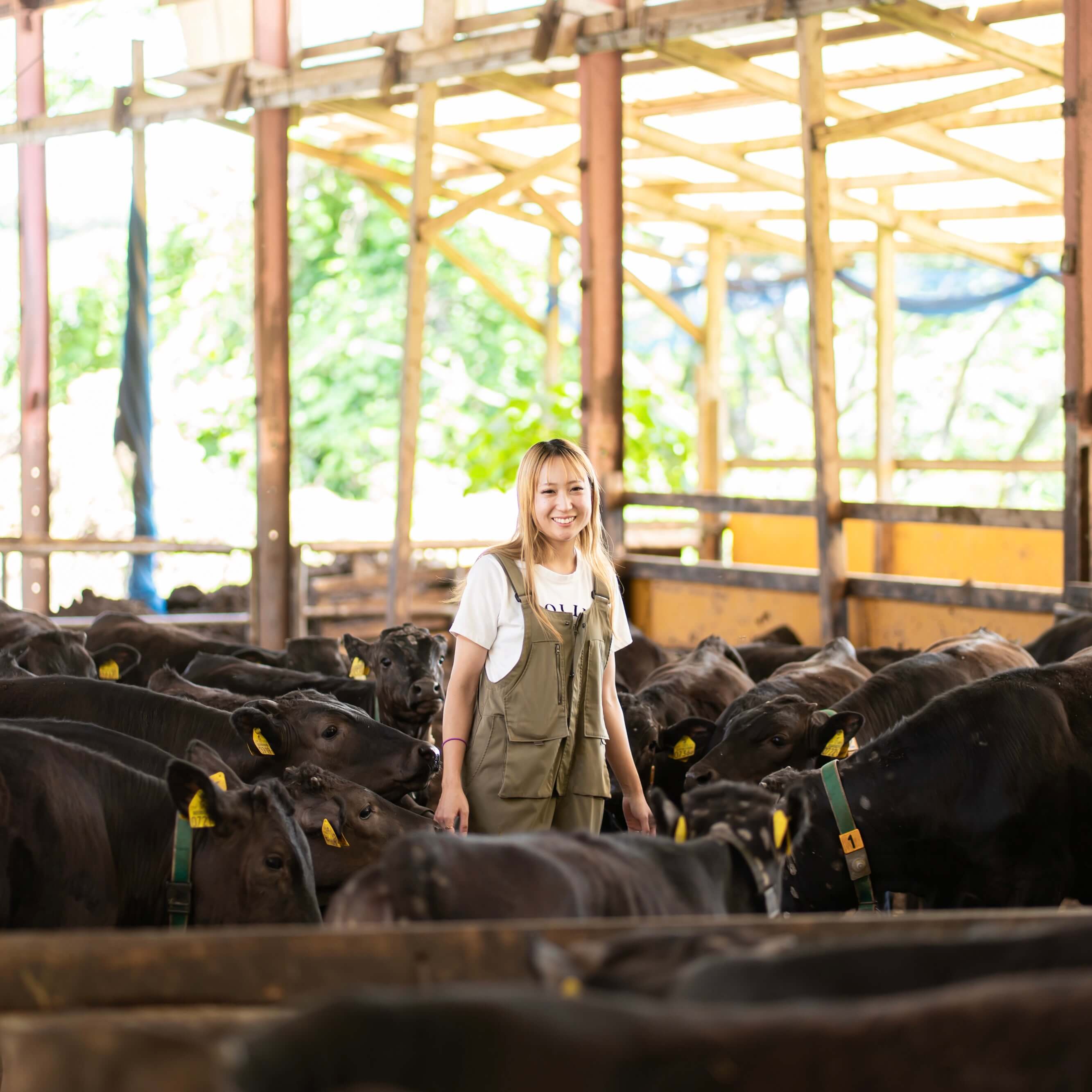 feature-mikuriya-livestock
