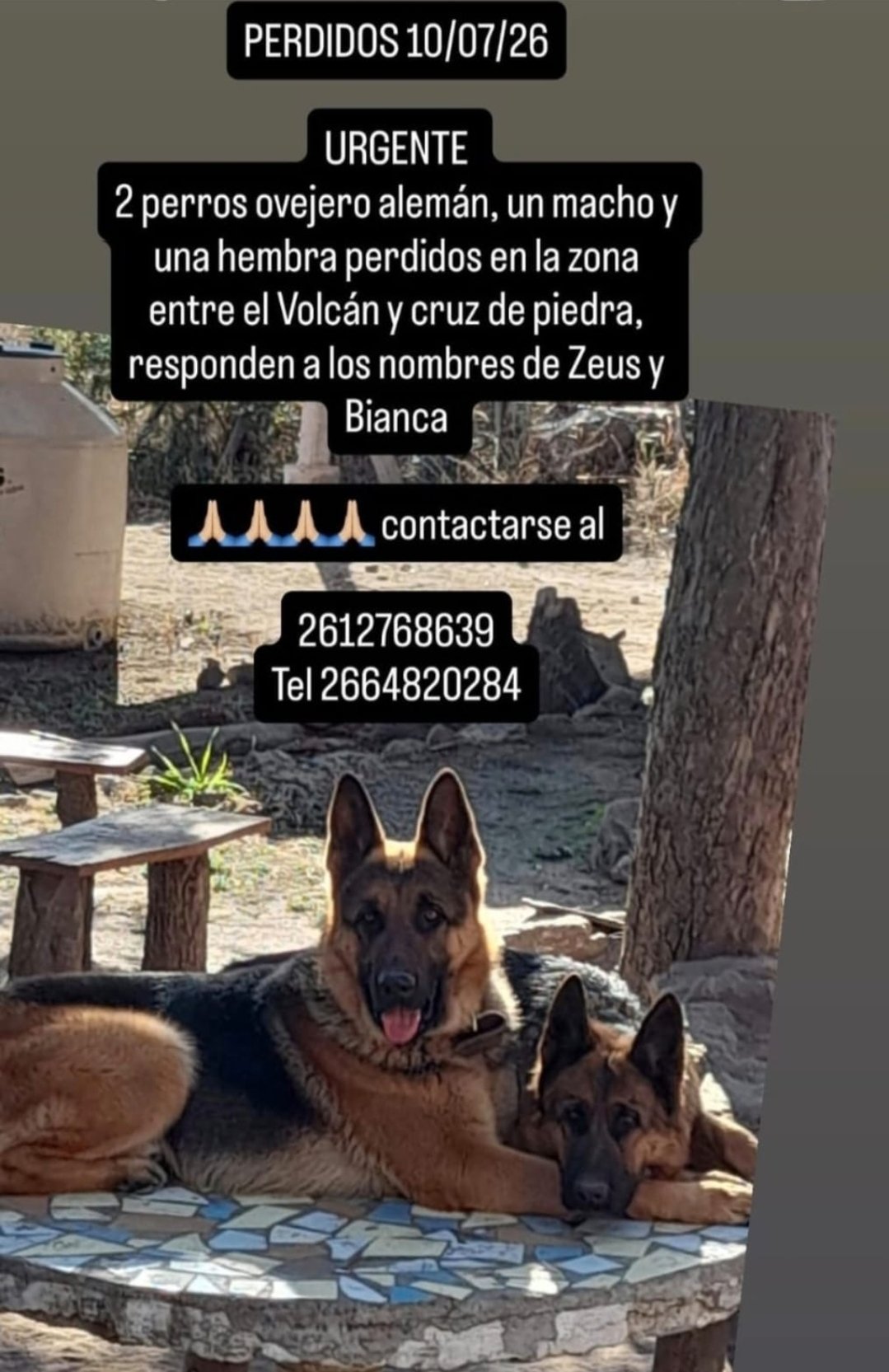 Zeus Y Bianca, Perro