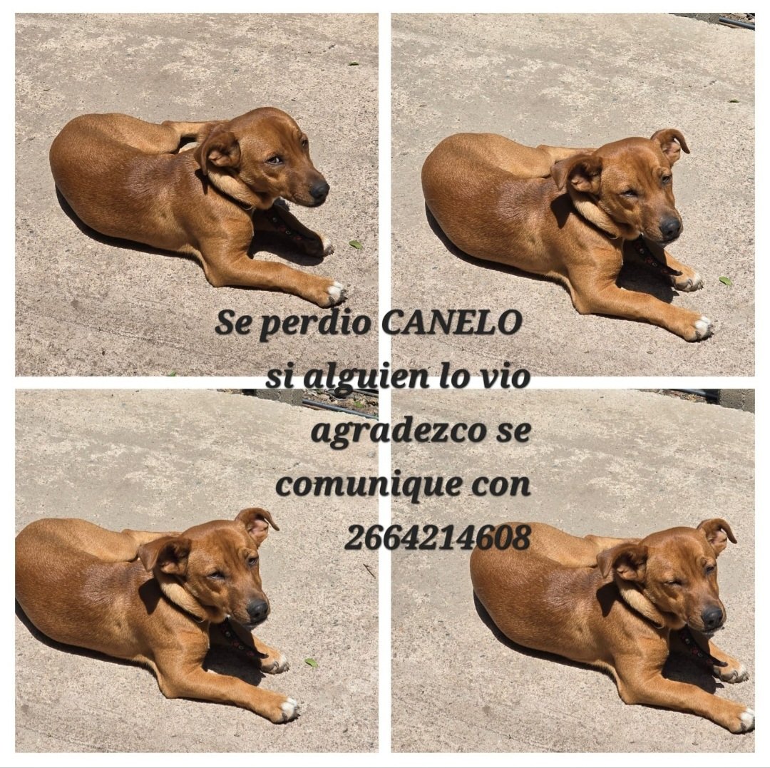 Se Perdió Canelo. Ayudamos A Encontrarlo., Perro