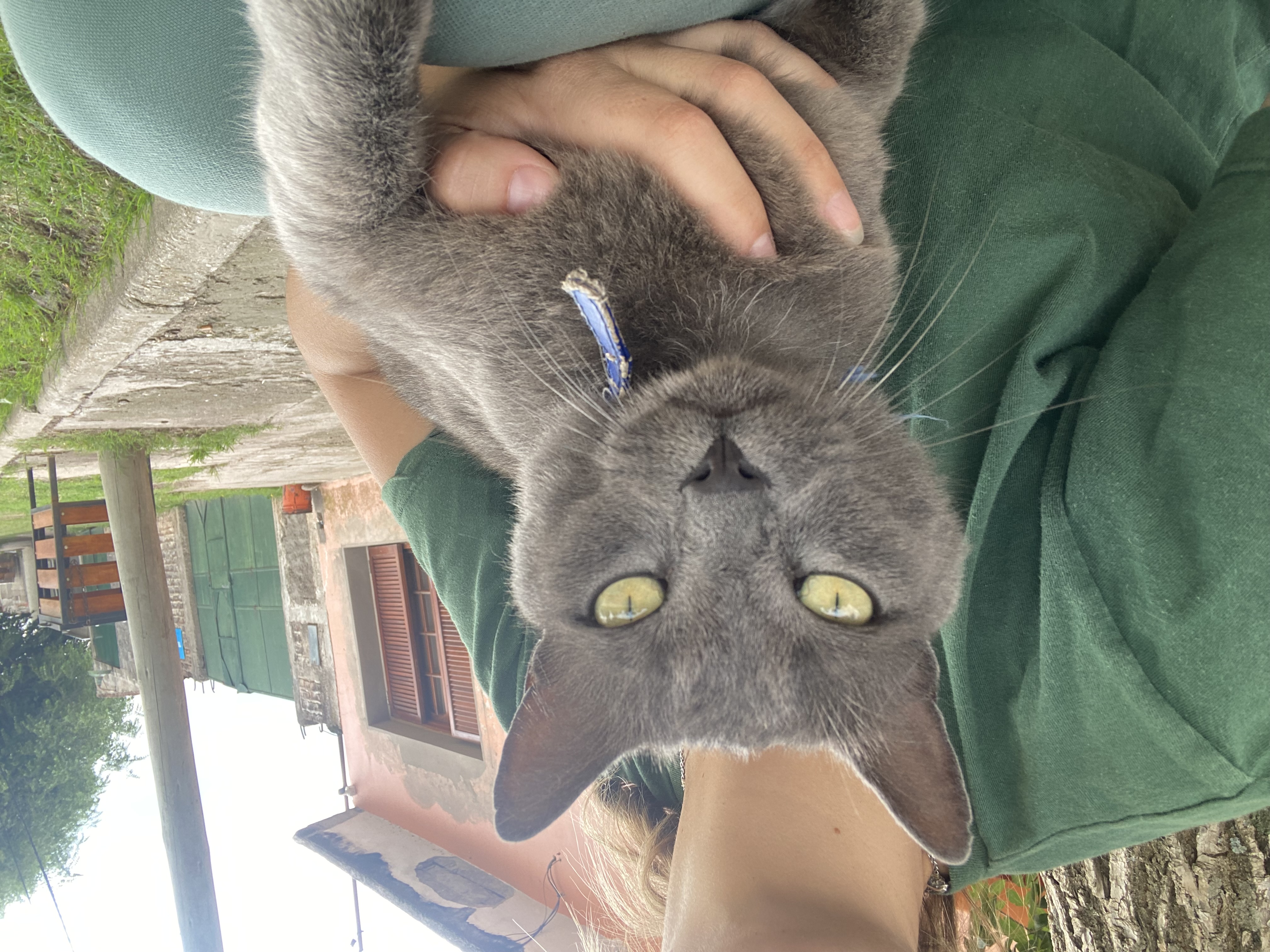Lorenzo, Gato