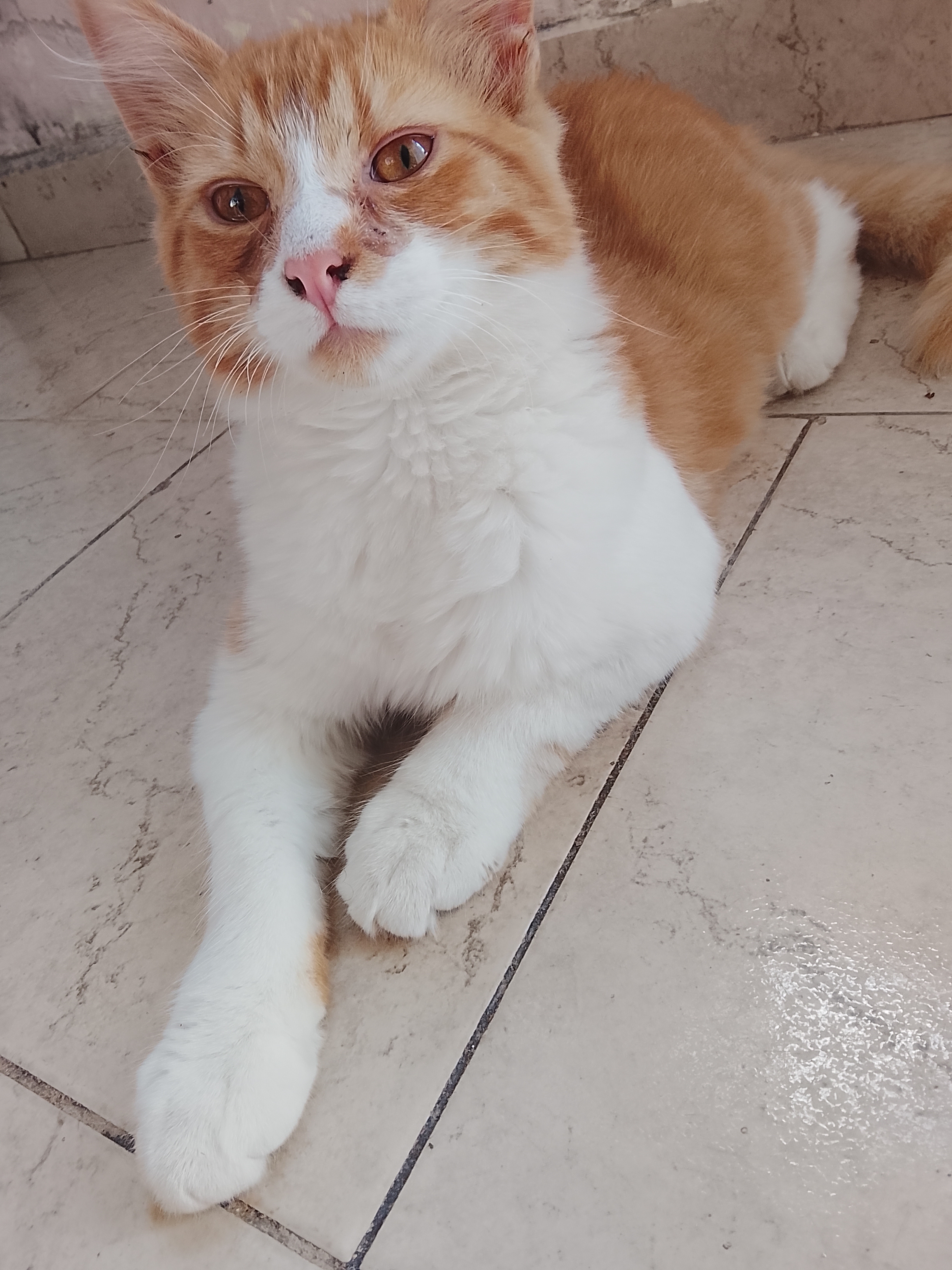 Nala, Gato