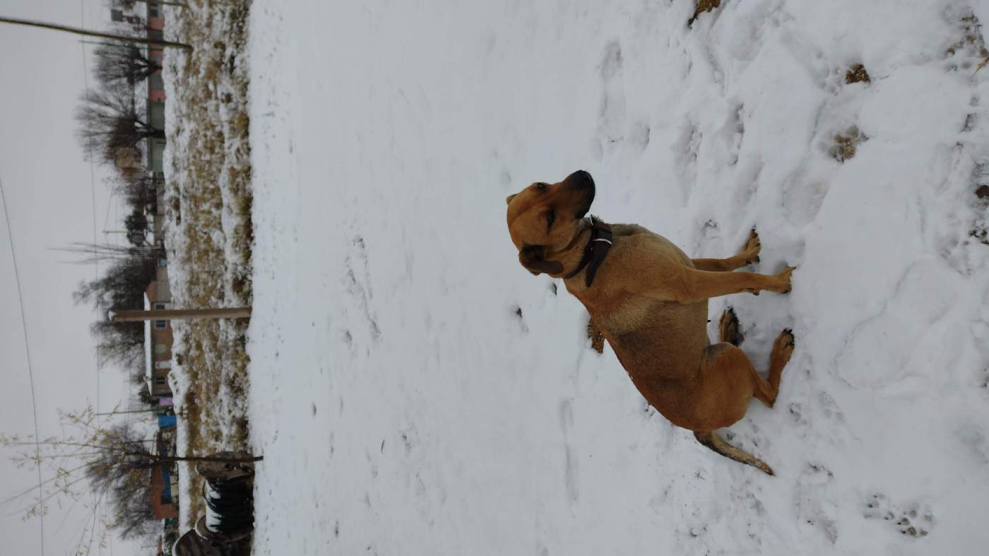 Gina, Perro