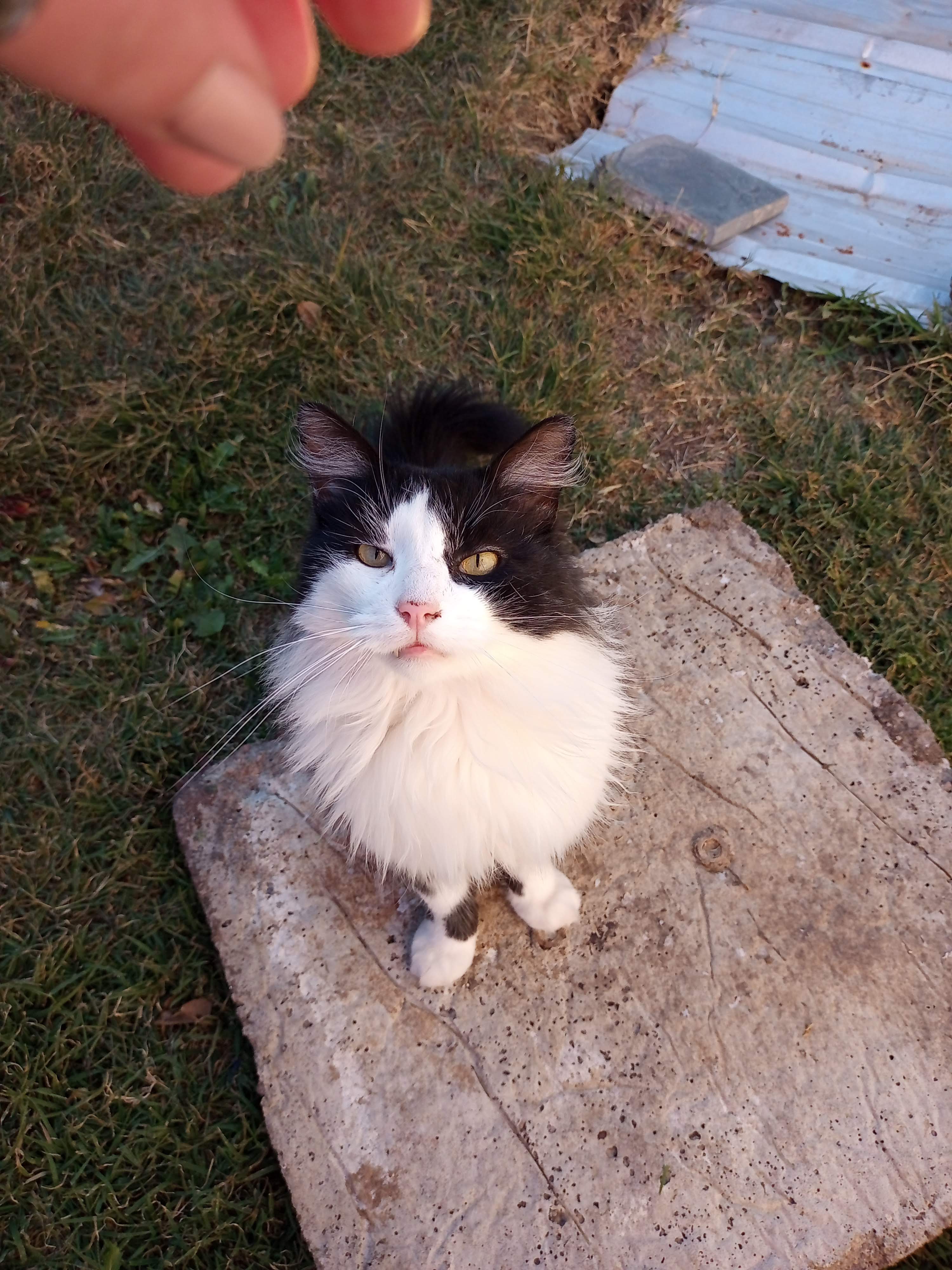 Gordo, Gato
