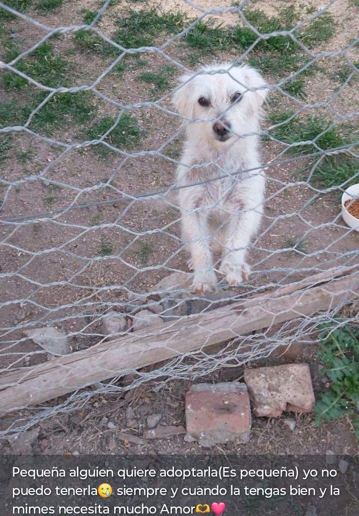 Pequeña, Perro