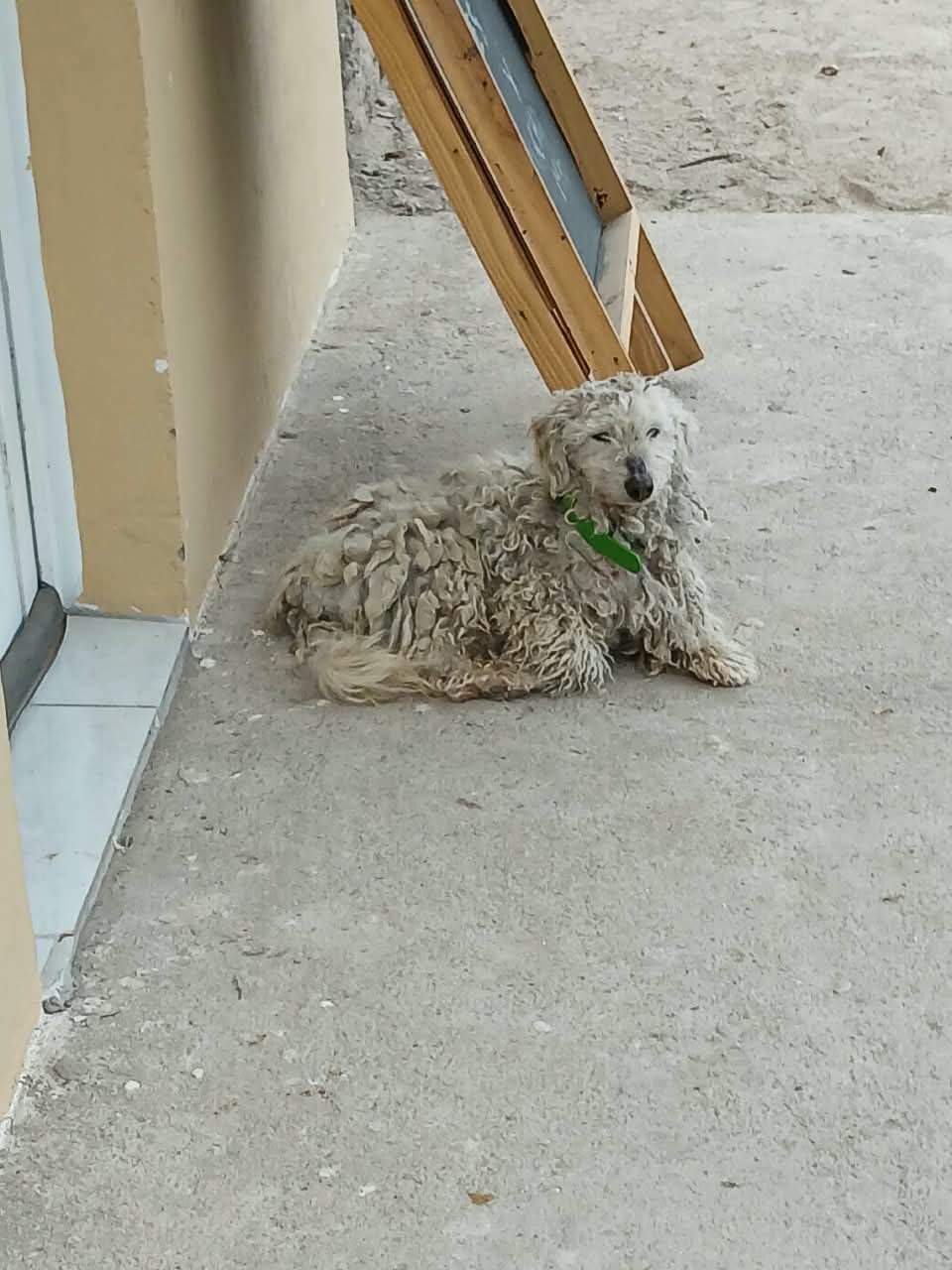 Perro Caniche, Perro