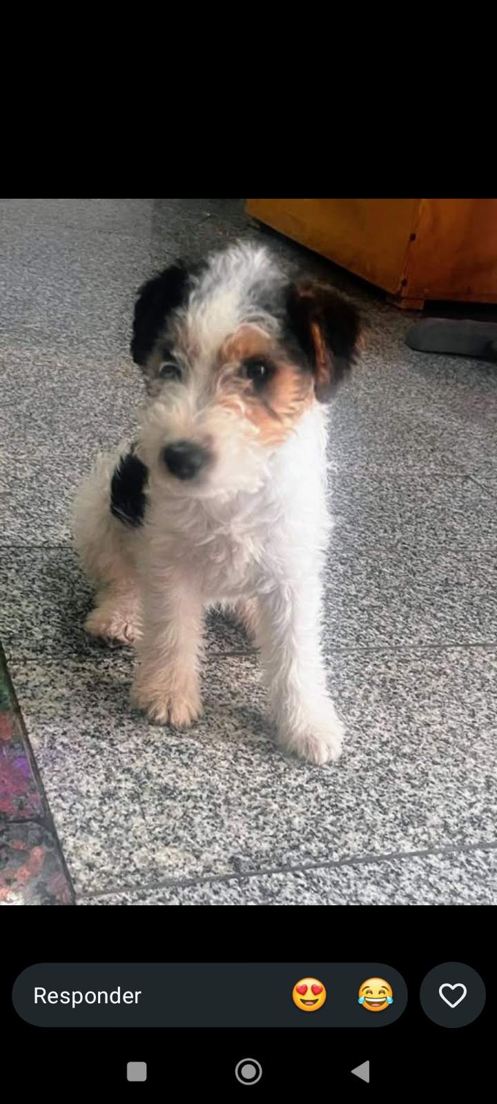Aquira, Perro