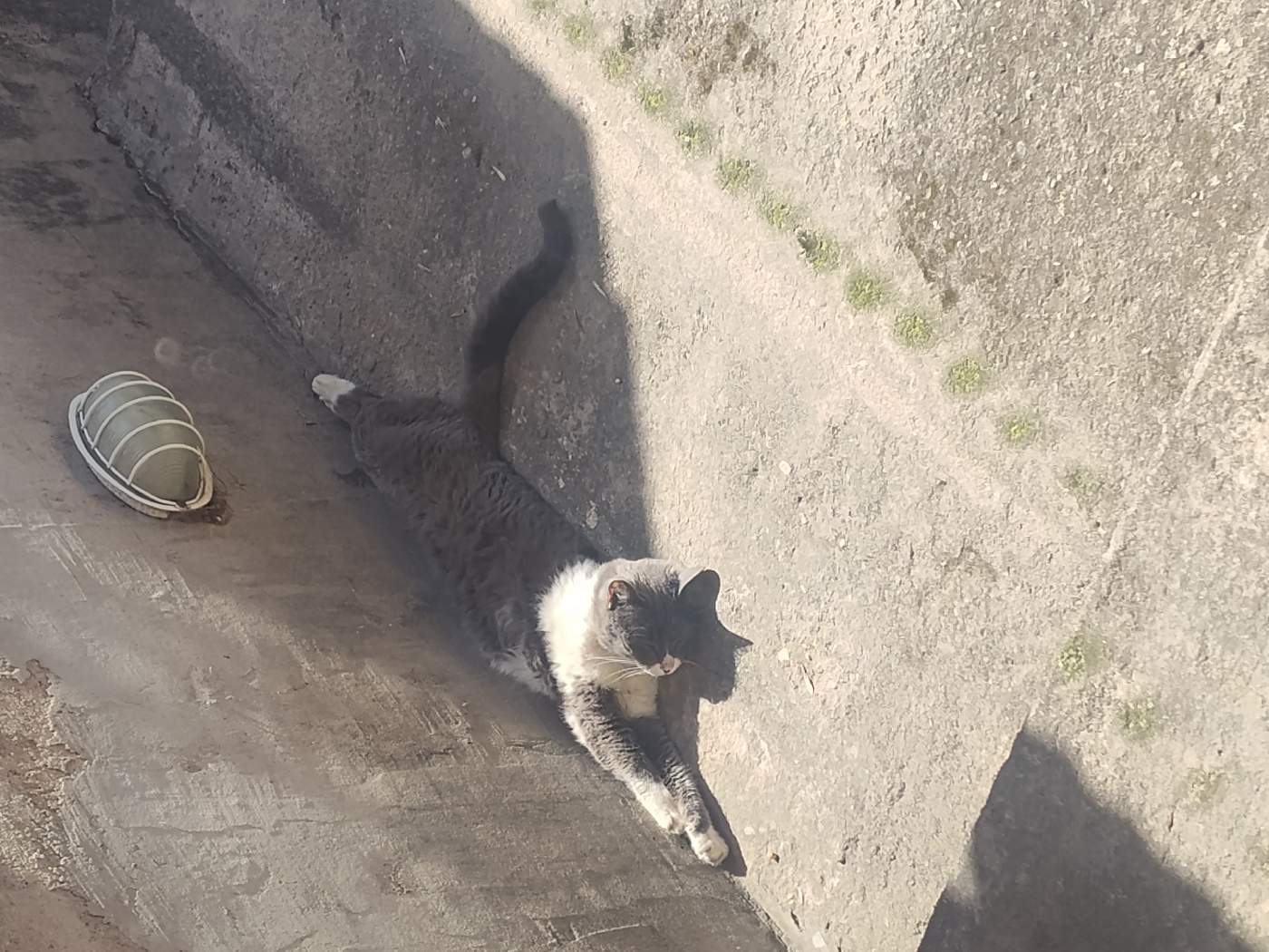 Kitty, Gato