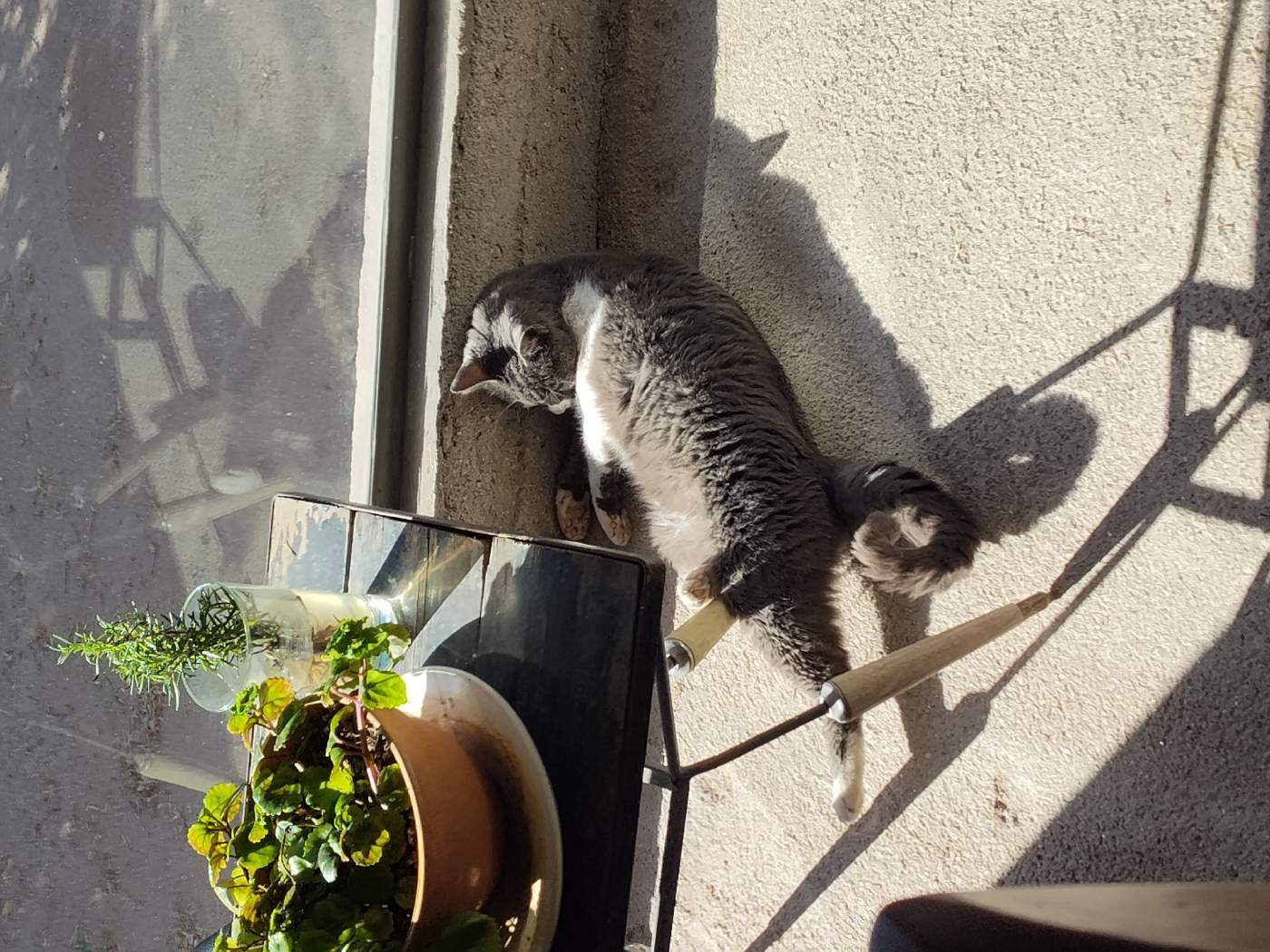 Ripley, Gato