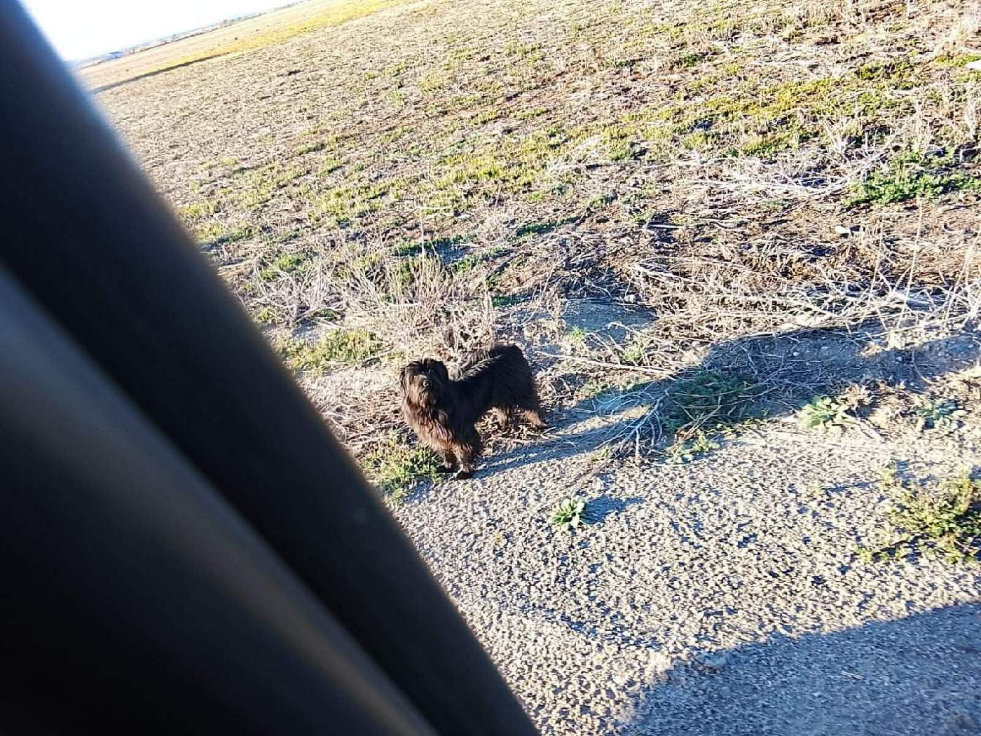 Perrito, Perro